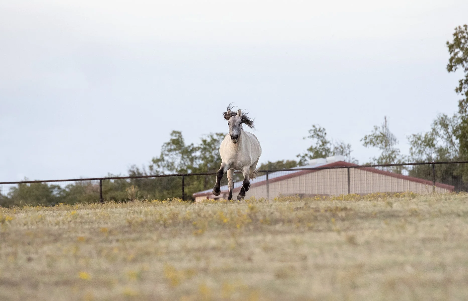 A gray horse running on a grassy field with a house and trees in the background.