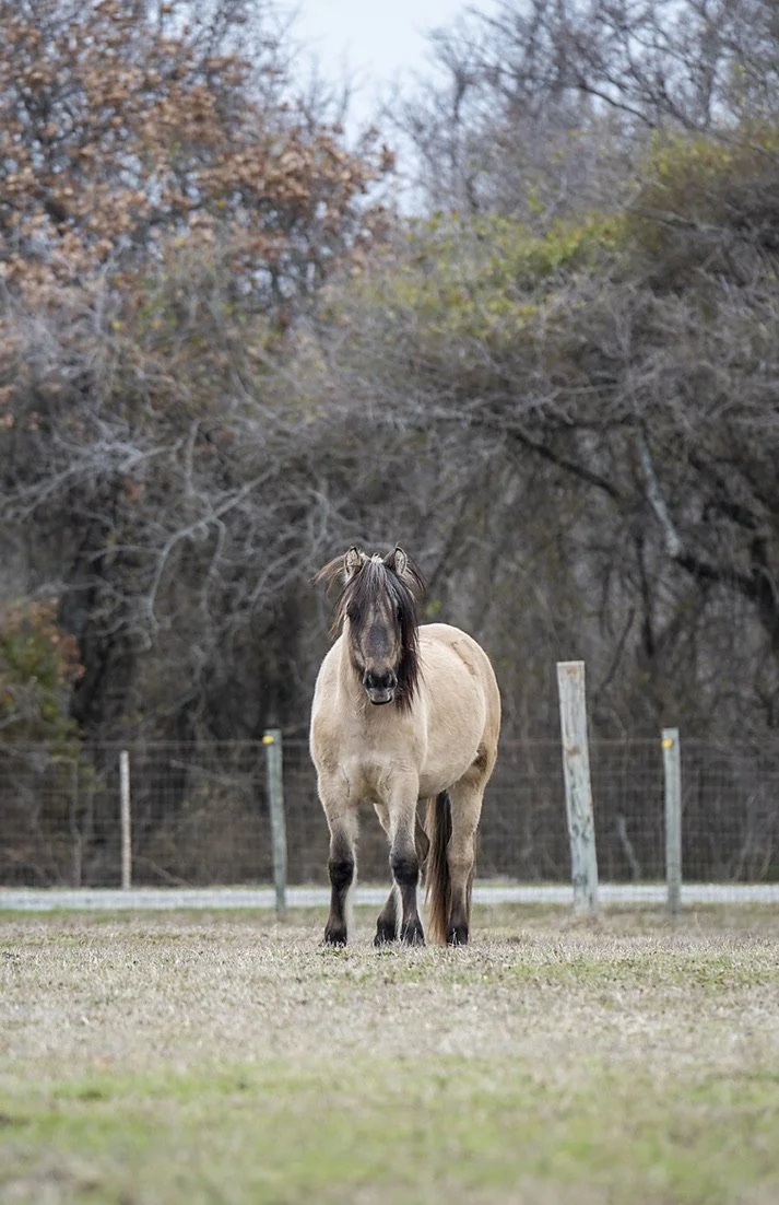 A horse standing in a grassy field with a fence and trees in the background.