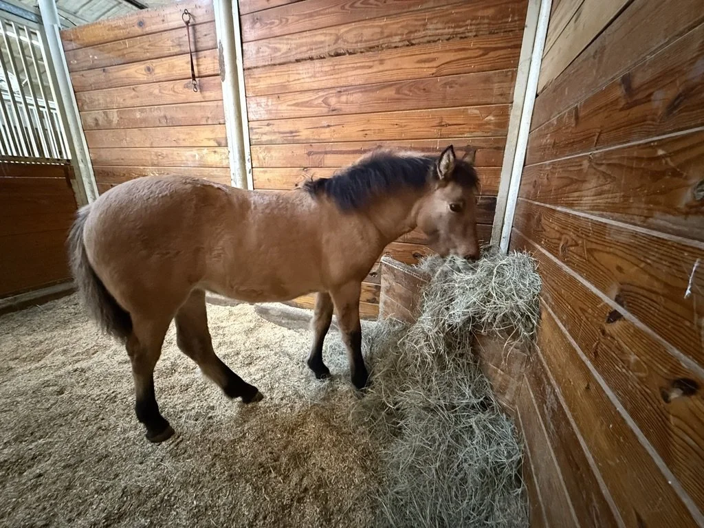 A small brown horse, likely a foal, is inside a wooden stable eating hay.