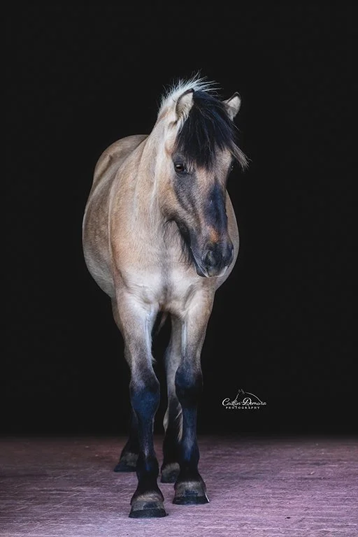 A cream dun horse standing on a dark background, facing forward.