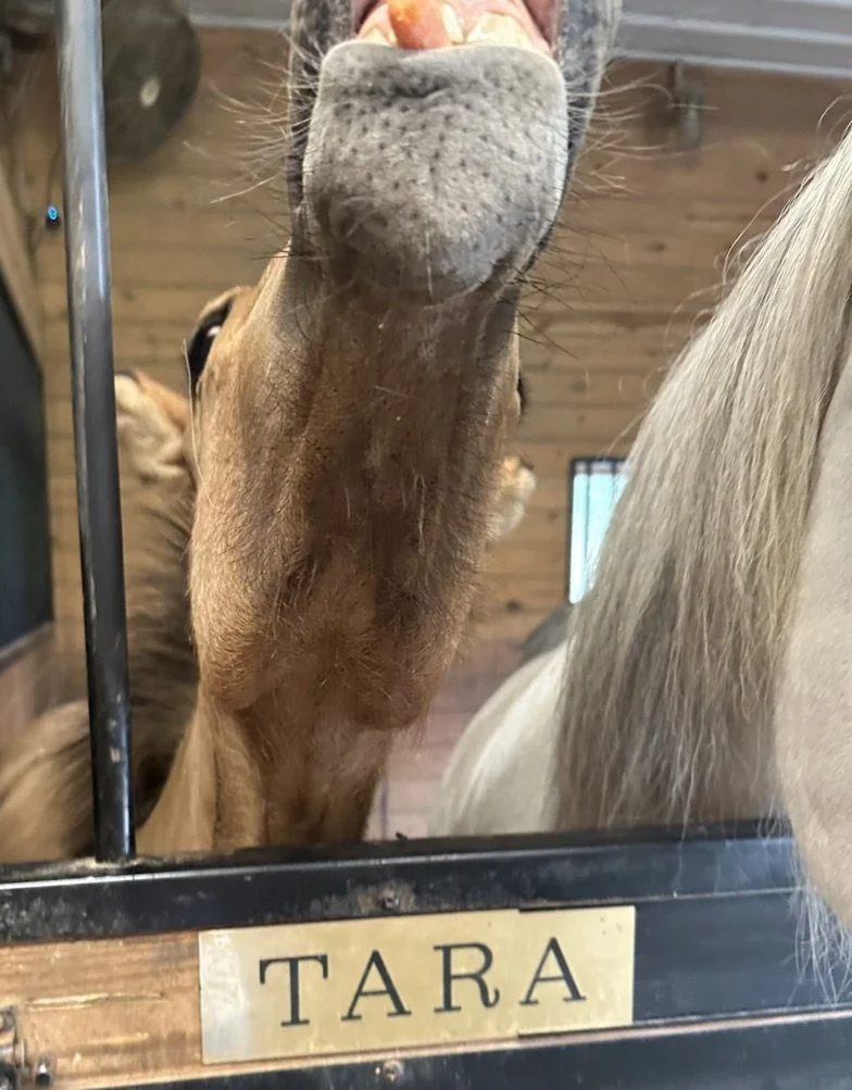 Close-up of a brown horse's nose and mouth, with a nameplate reading 'TARA' in front of the stall. Another horse is partially visible to the right, and the background shows a wooden barn interior.