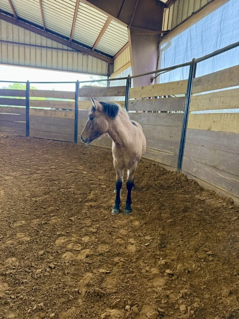 A young brown foal standing inside an indoor riding arena with a dirt floor, wooden and metal fencing, and a metal roof with supporting beams.