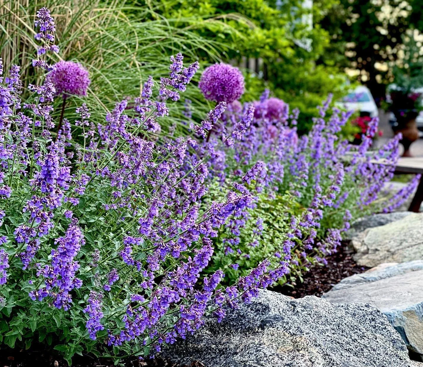 Purple flowers blooming in a garden bed with rocks along the edge, green foliage and trees in the background.