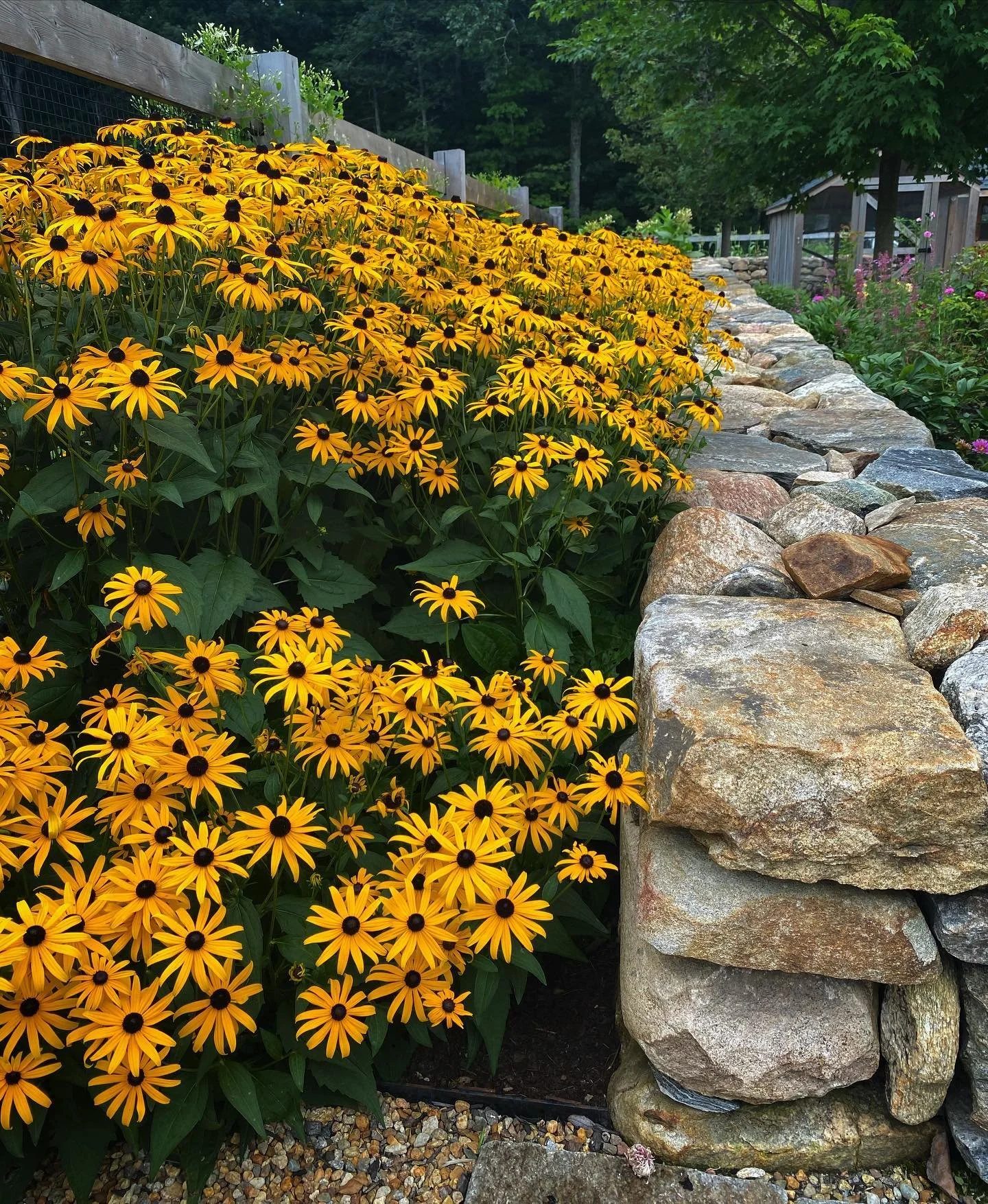 Yellow flowers with black centers, growing alongside a stone wall in a garden setting.