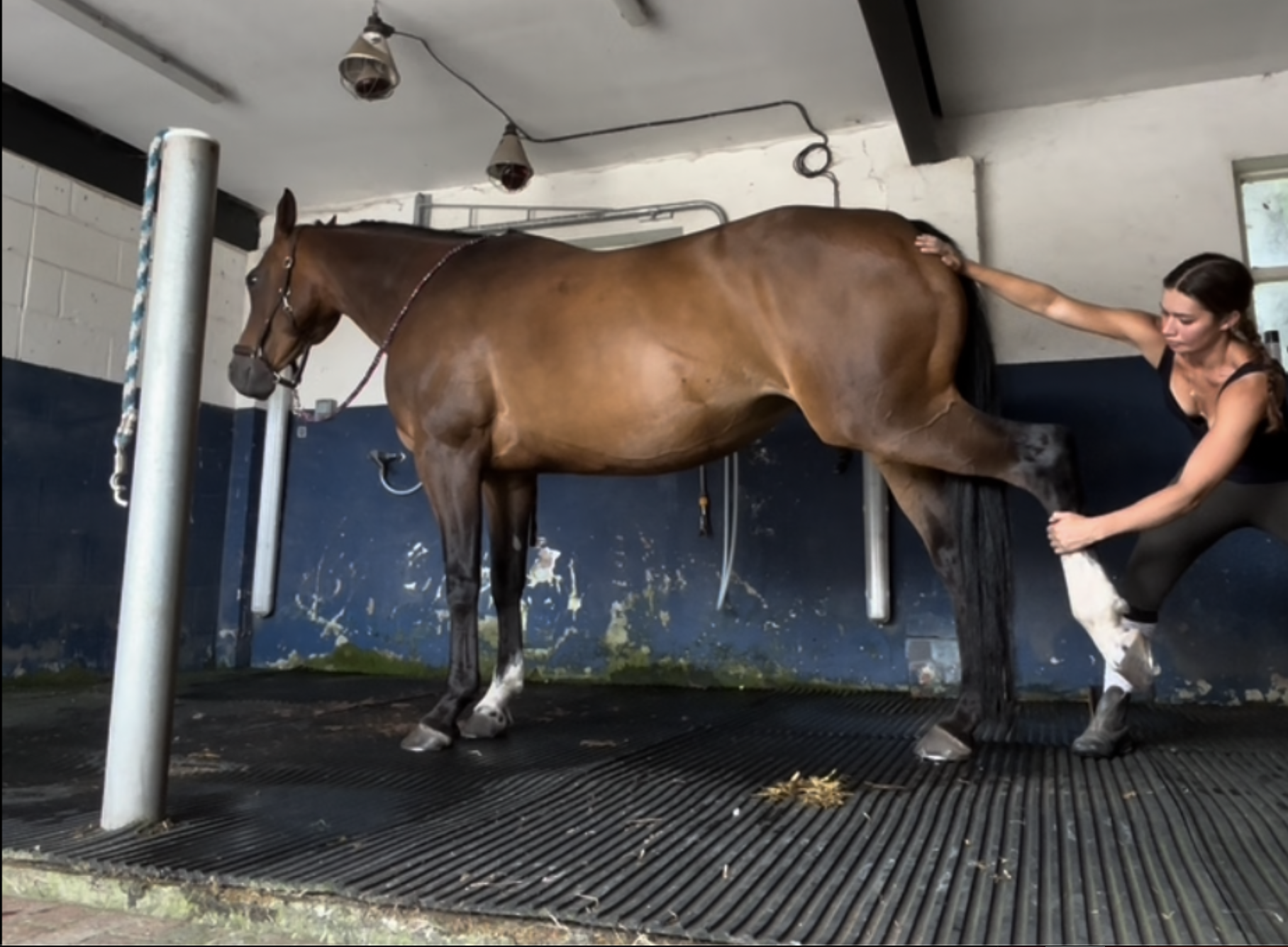 The Benefits of Equine Osteopathy: How Can Osteopathy Support Your Horse?