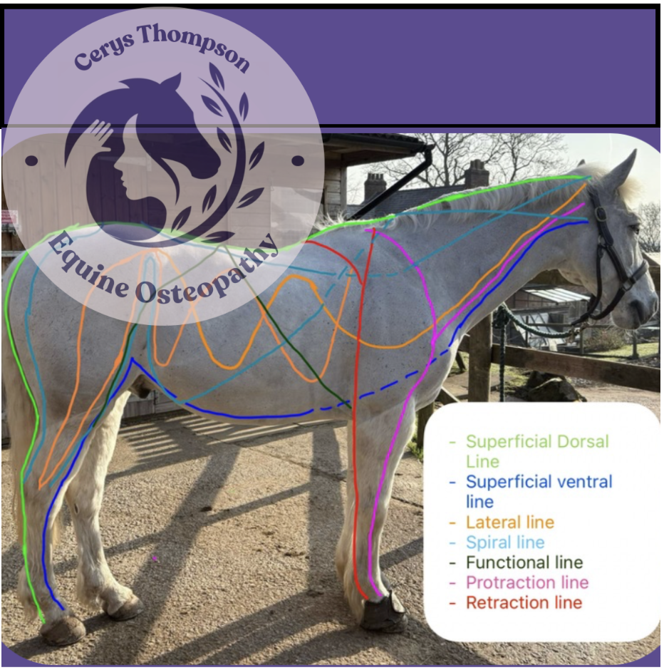 Understanding Equine Myofascial Lines: Fascia, Movement &amp; Performance