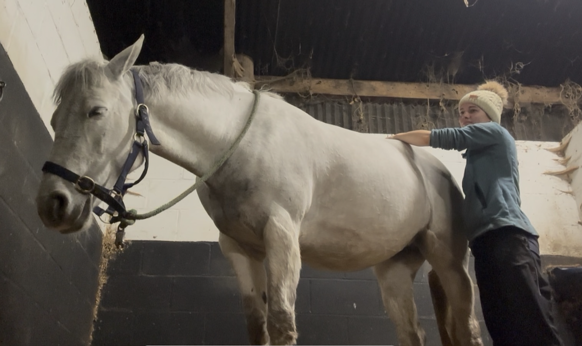 Equine Osteopathy - Spinal oscillations