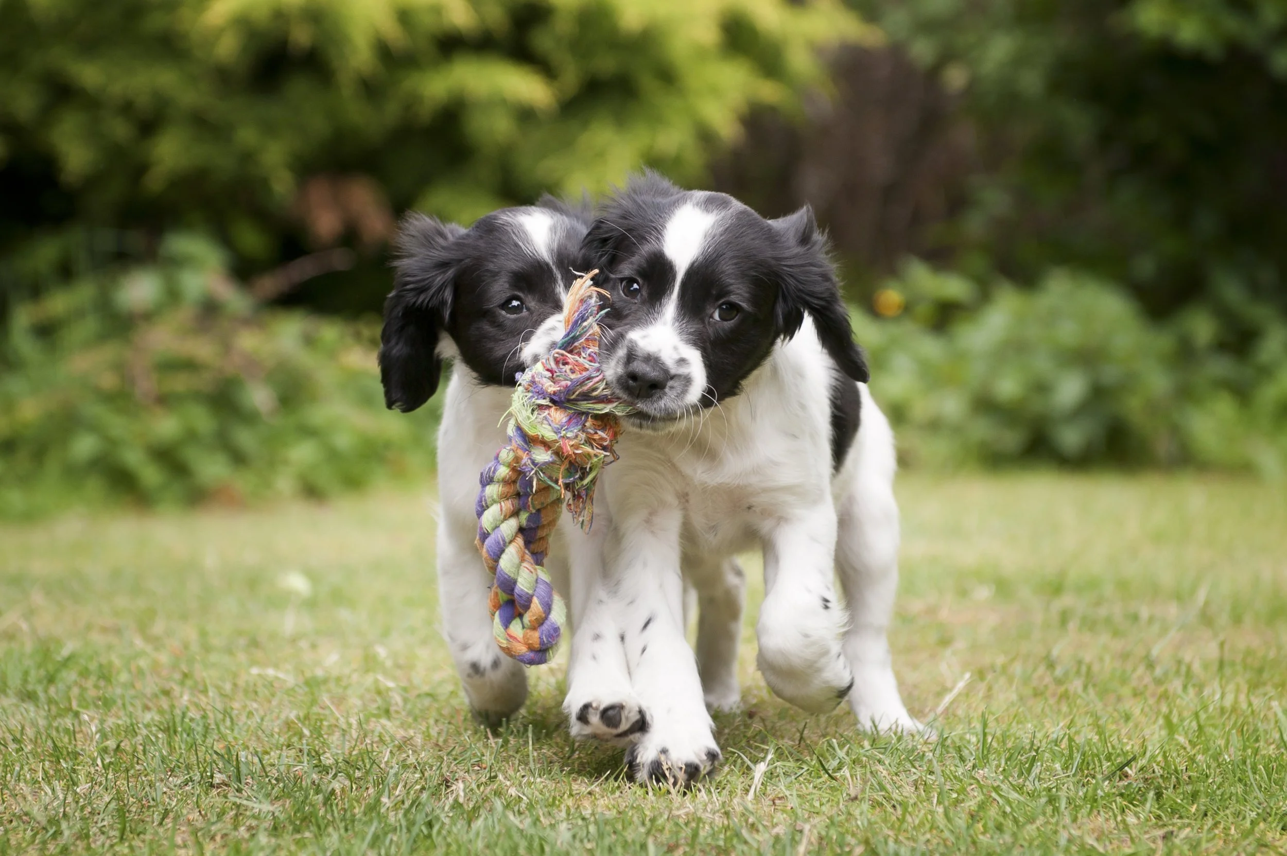Puppy for the K9 Pet Foods raw puppy feeding guide