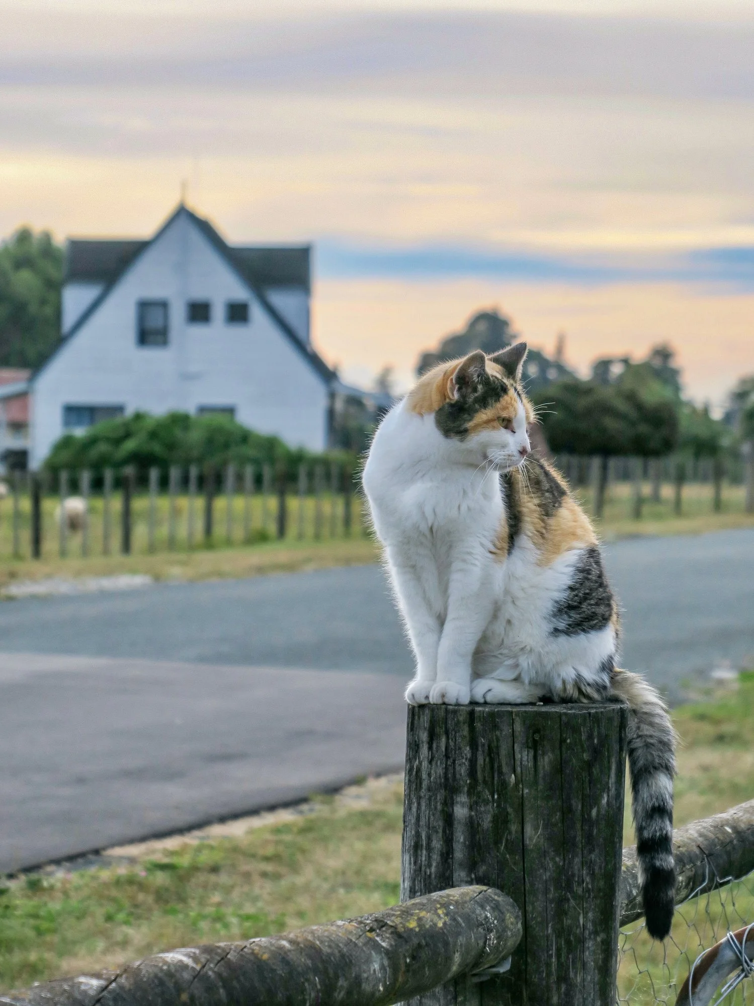 Adult cat for the K9 Pet Foods raw feeding guide