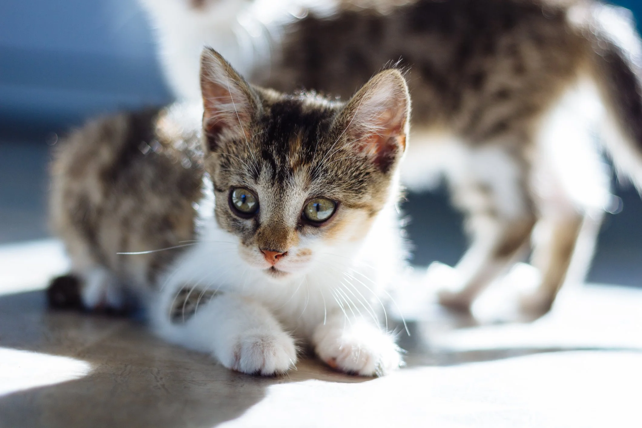 A close-up of a young tabby cat with green eyes, walking on a surface indoors, with sunlight illuminating its face and body.