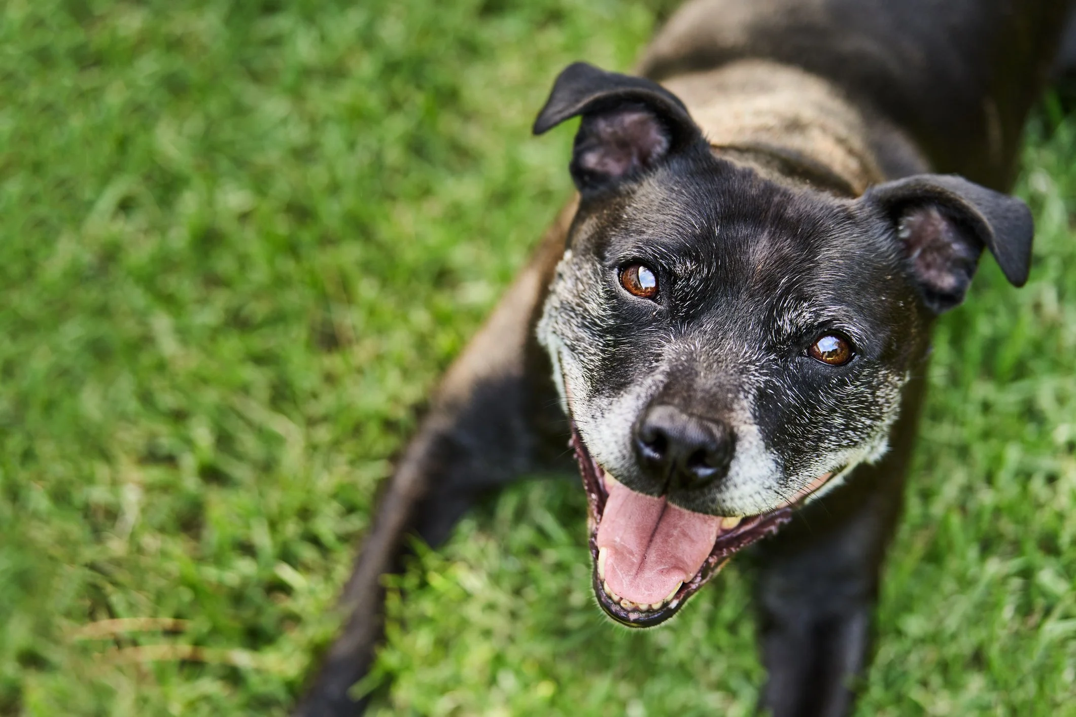 Adult dog for the K9 Pet Foods raw feeding guide