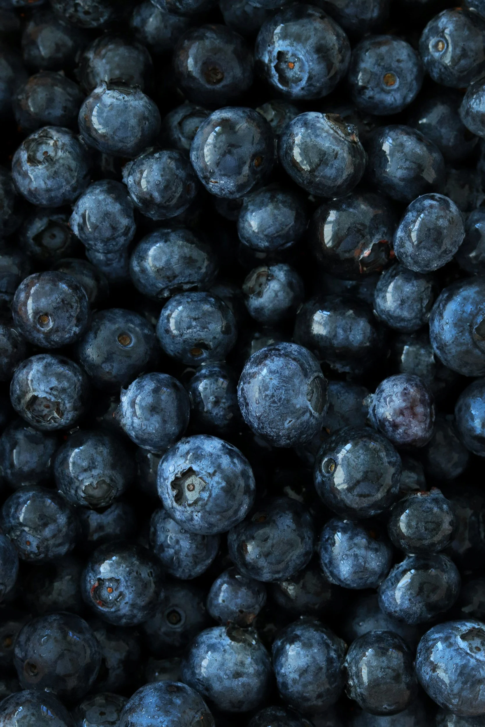 A close-up of many blueberries.