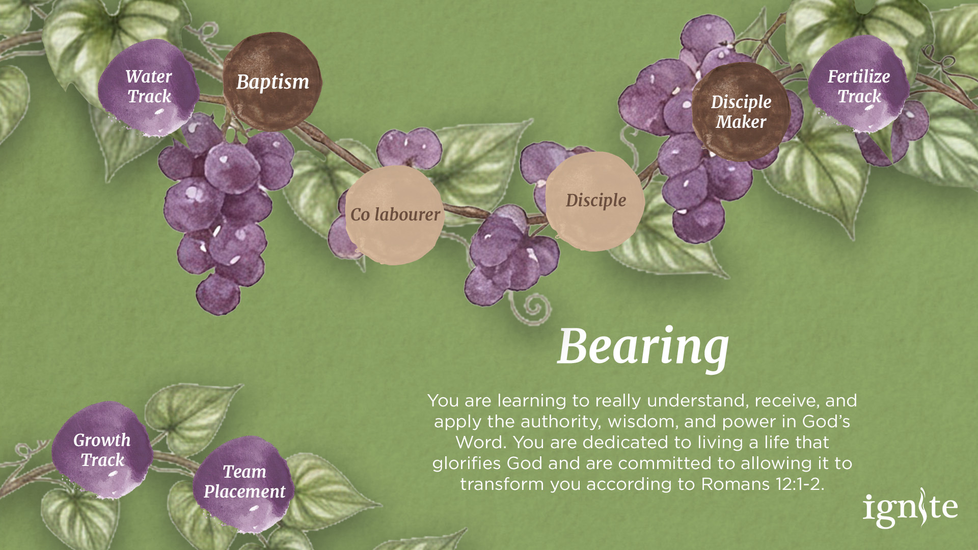 A diagram showcasing the breakdown of the 'Bearing' stage in Ignite's Faith Journey.