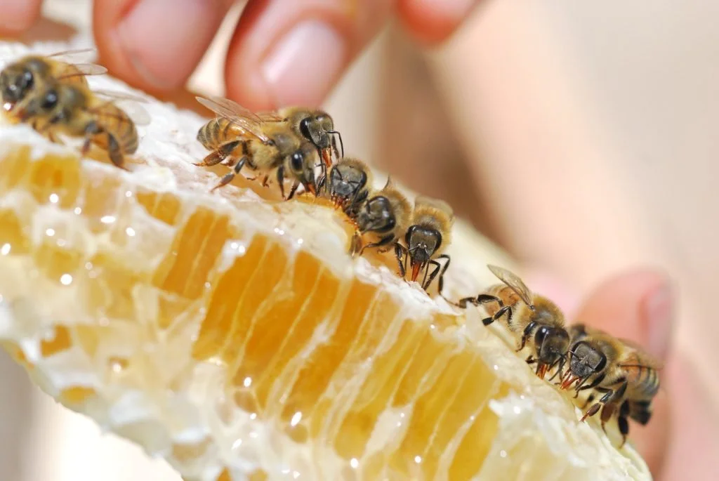 Sweet! A History of Honeybees in Kaʻū