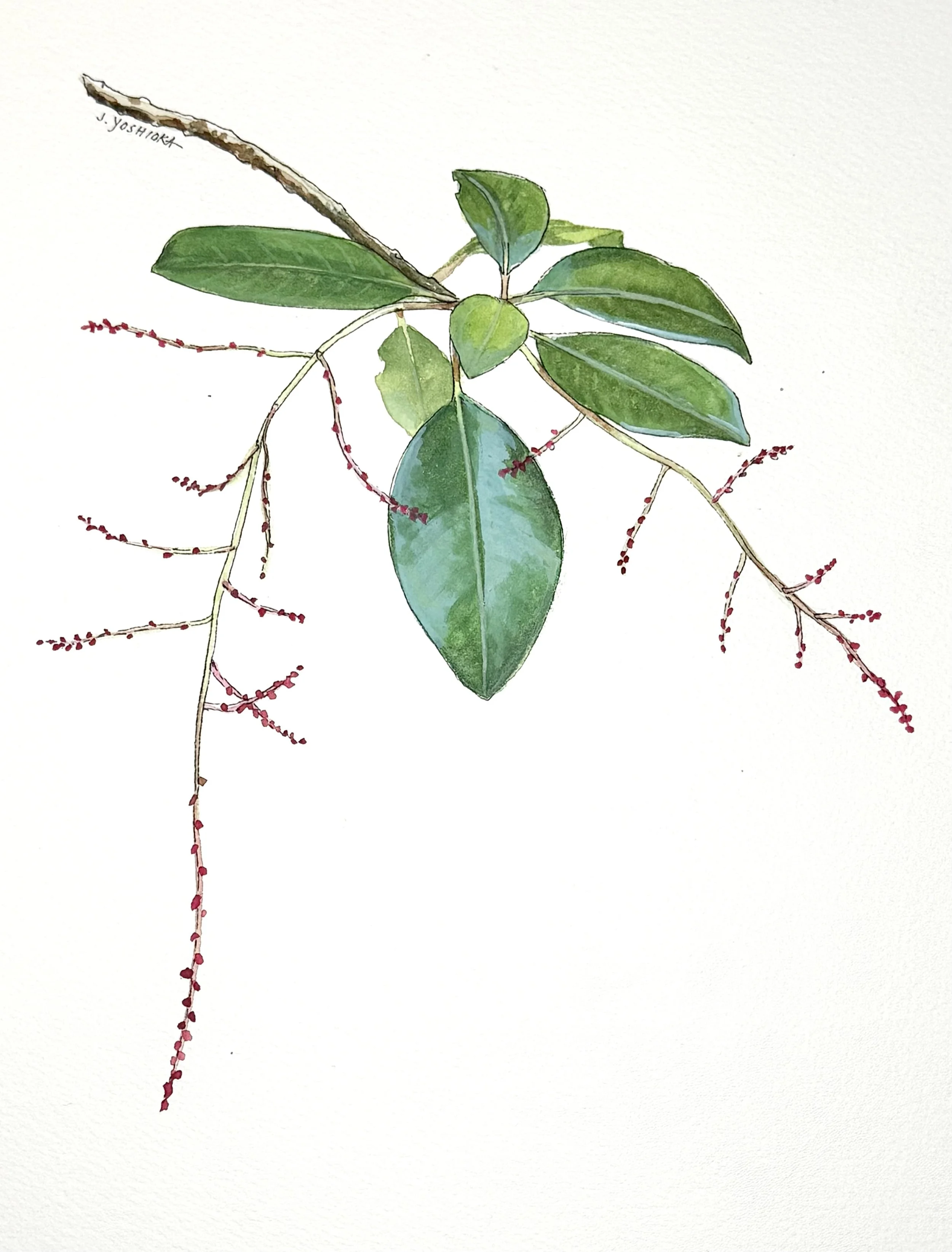 Lāʻau Letters: Native Plants of Kaʻū (Pāpala)