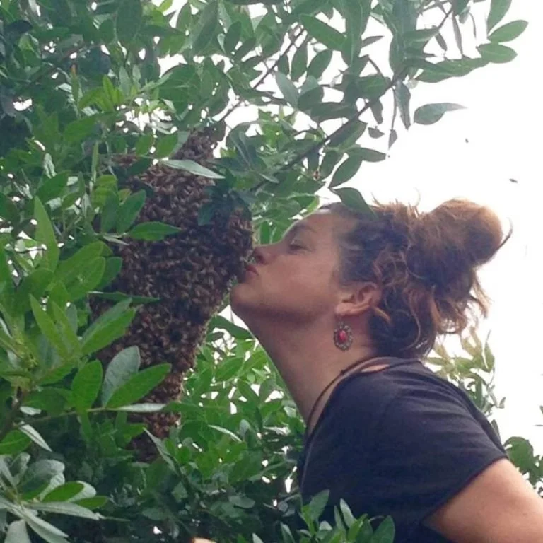 Lookout! It’s honey bee swarming season in Kaʻū