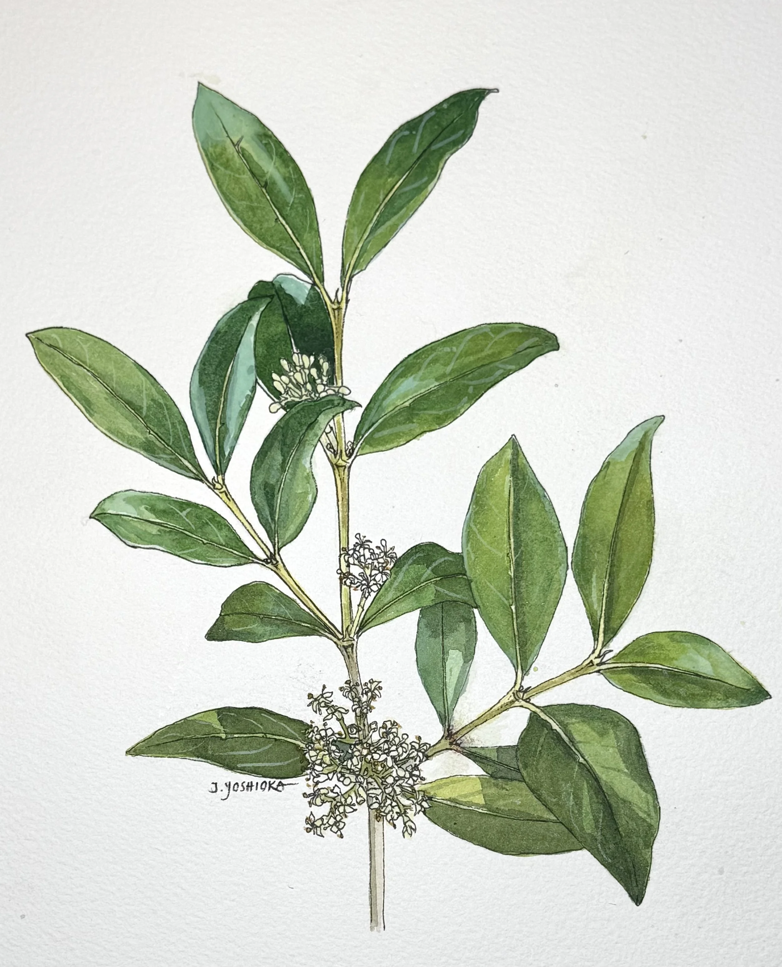 Lāʻau Letters: Native Plants of Kaʻū (Alaheʻe)