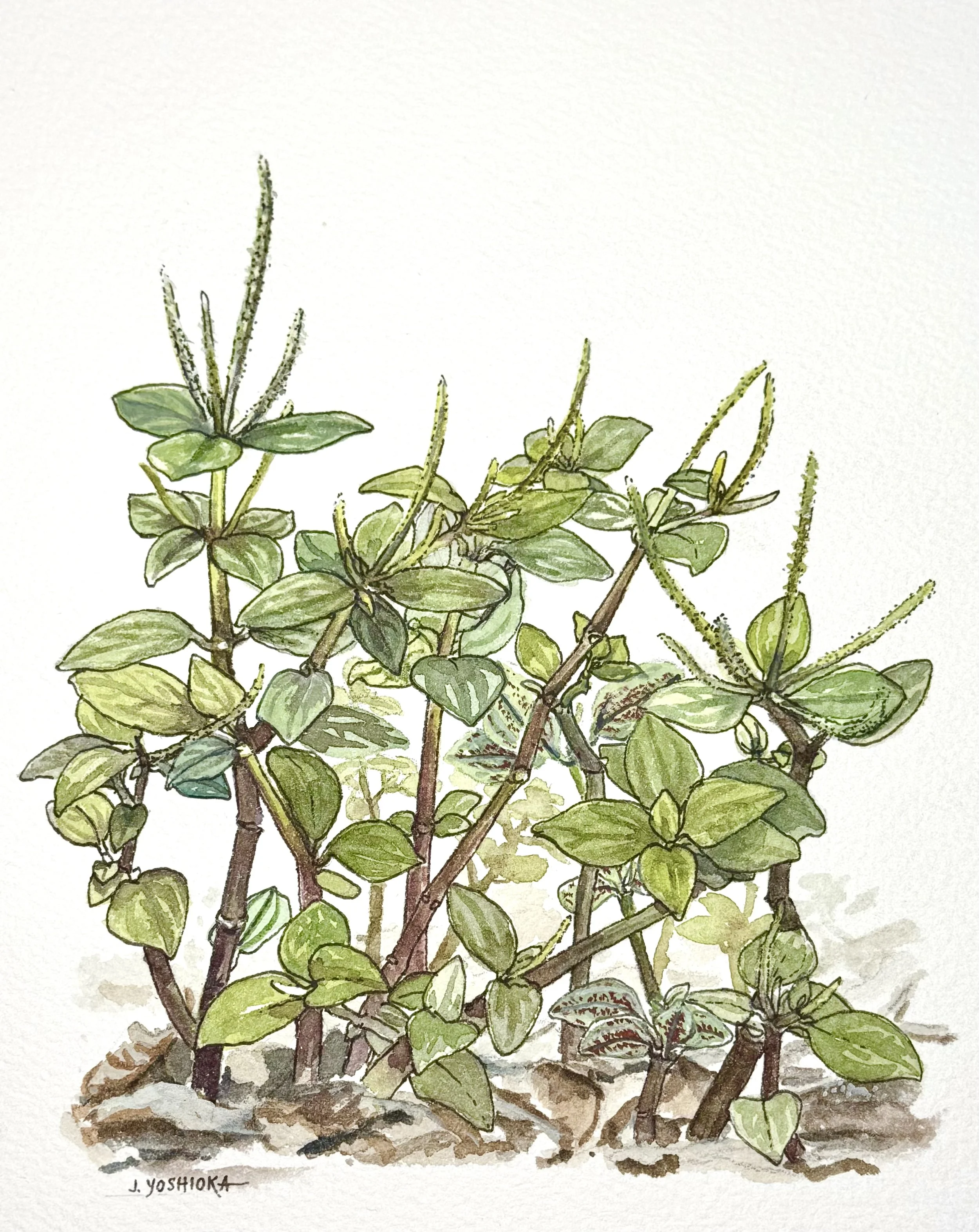 Lāʻau Letters: Native Plants of Kaʻū (ʻAlaʻalawainui)