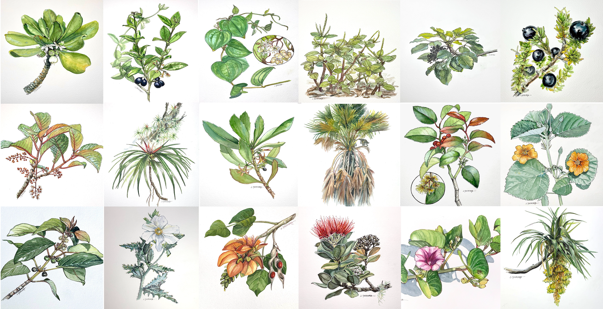 Lāʻau Letters: Native Plants of Kaʻū