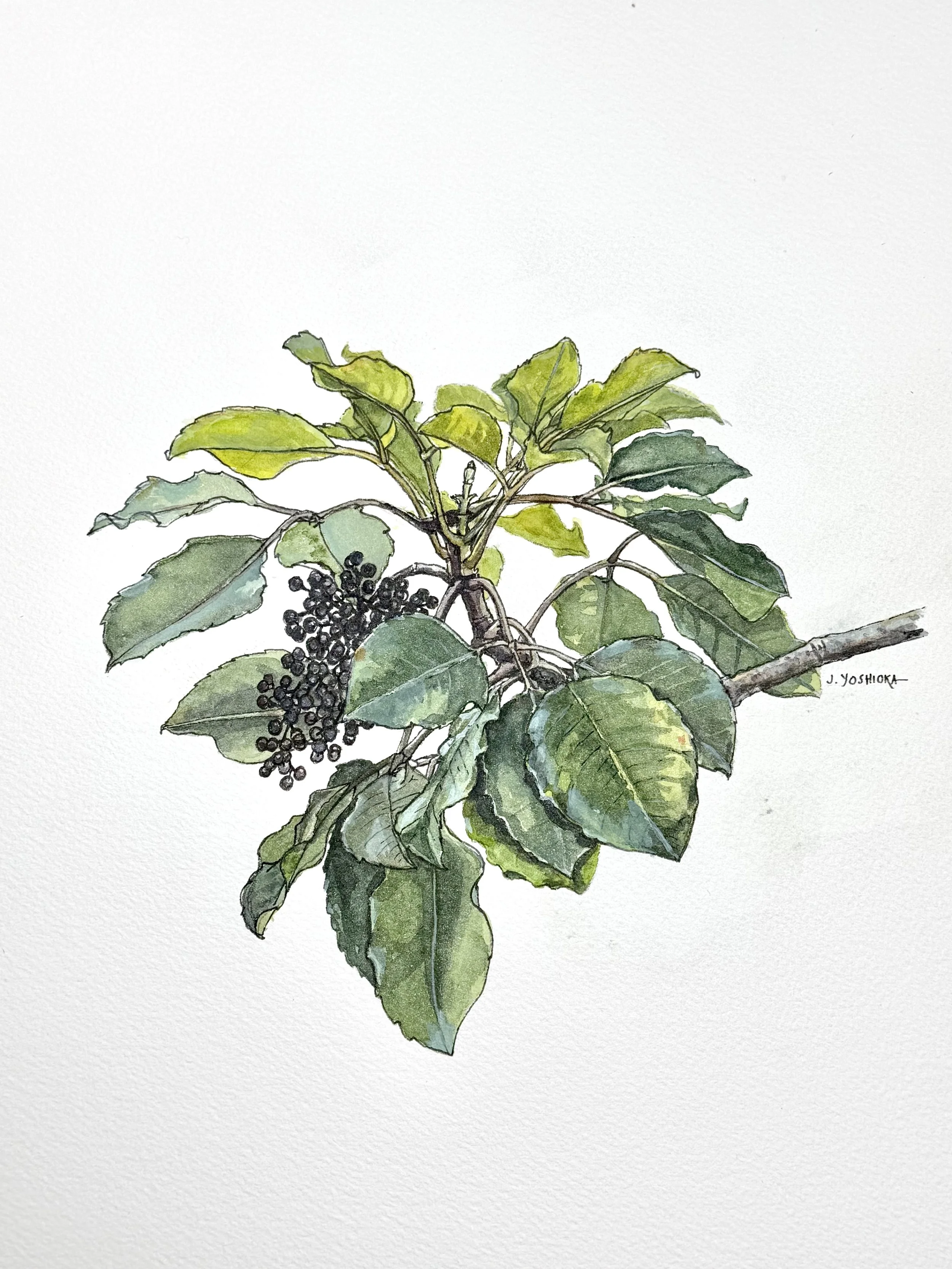 Lāʻau Letters: Native Plants of Kaʻū (ʻŌlapa)