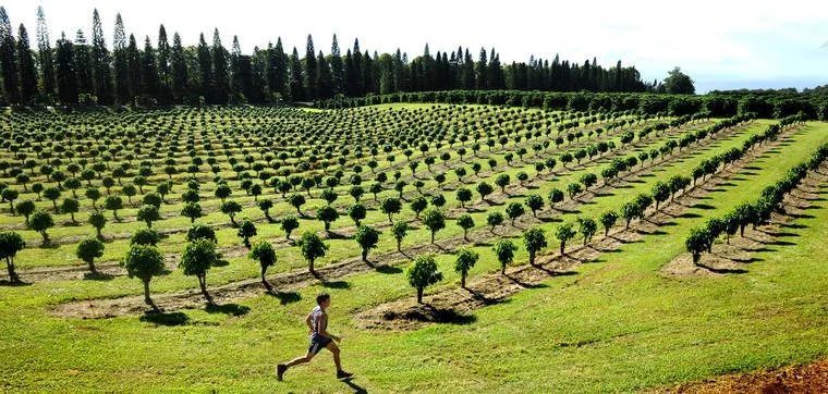 The Kaʻū Coffee Trail Run returns for Its 10th year