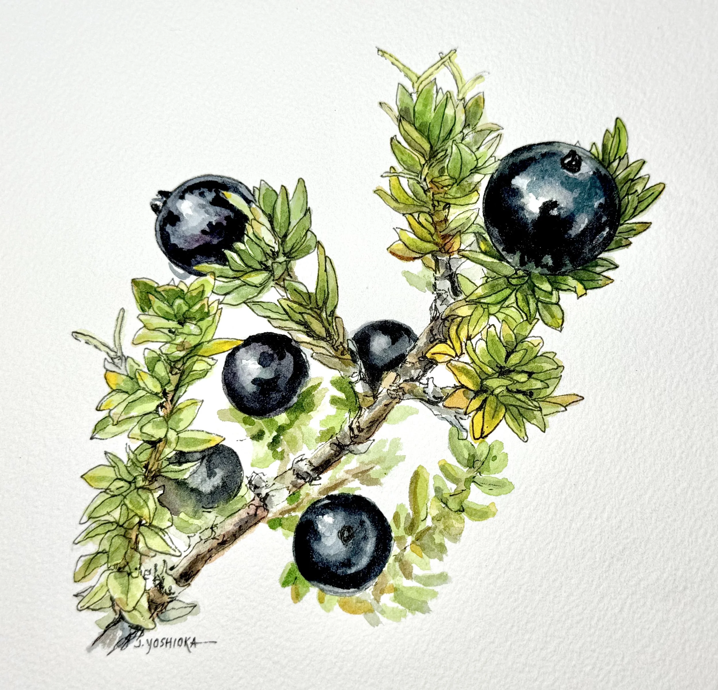 Lāʻau Letters: Native Plants of Kaʻū (Kūkaenēnē)