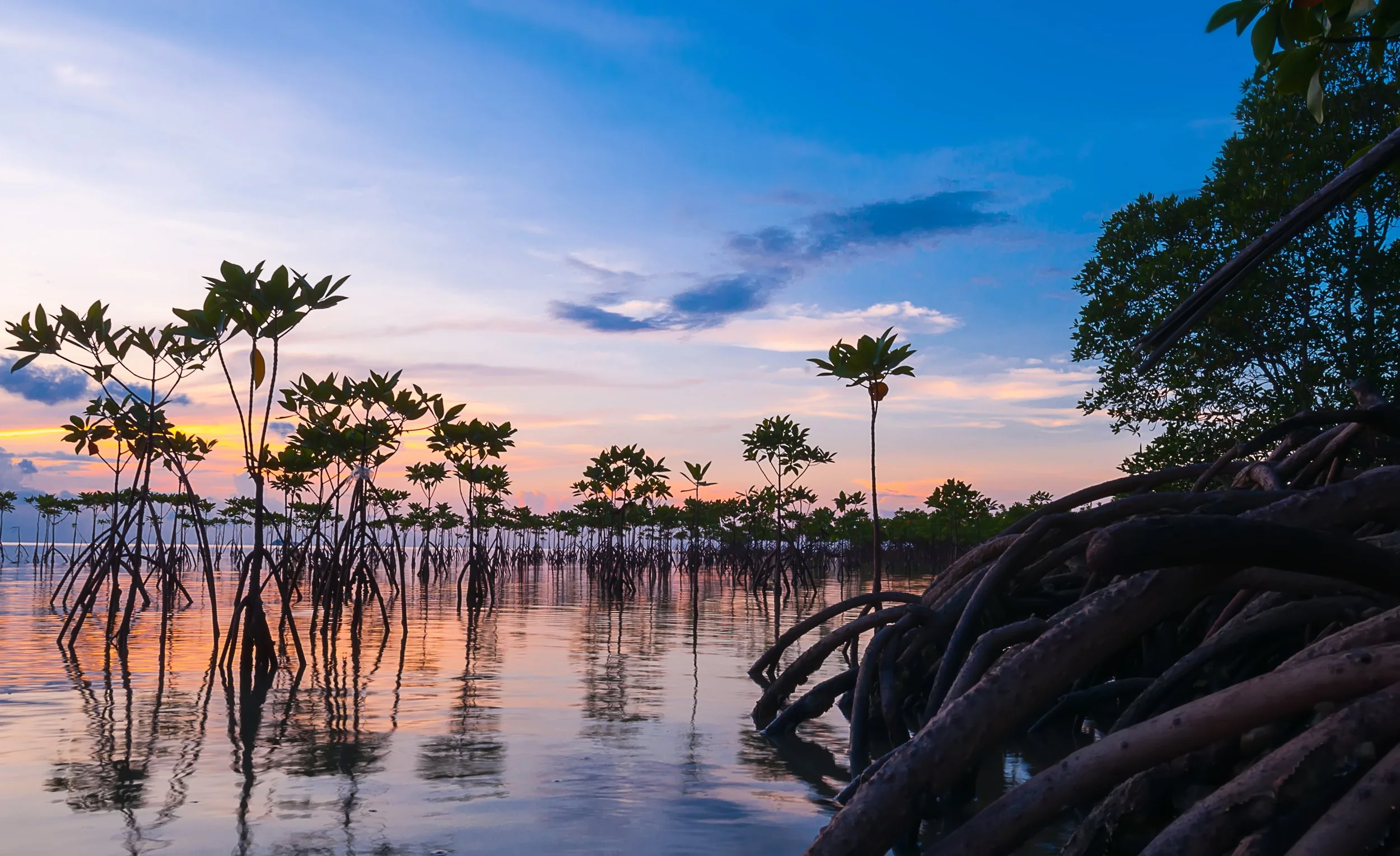 Coastal mangrove trees reflected in calm water beneath a colorful sunset sky.