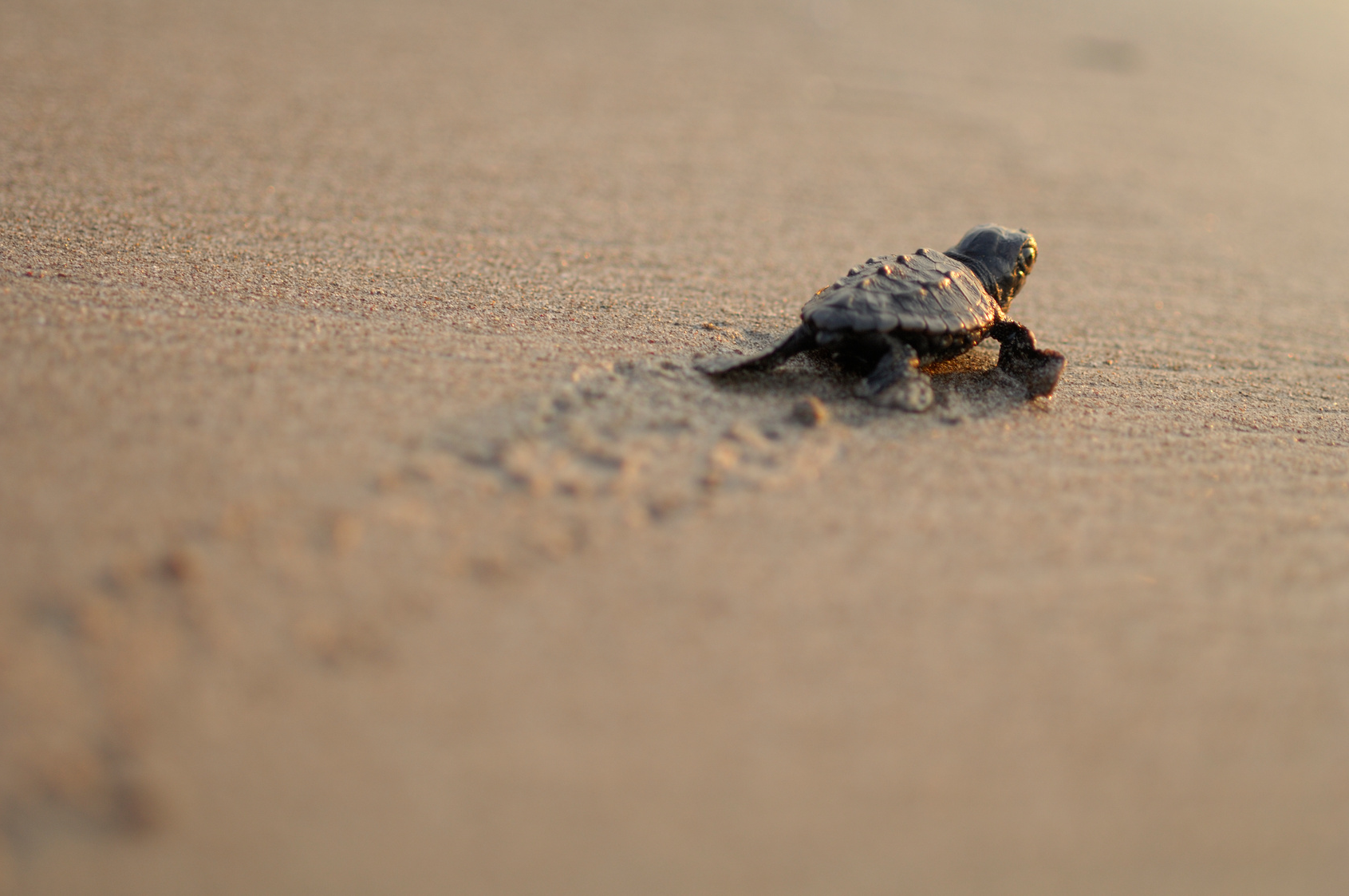 Baby sea turtle making its way across a sandy beach, leaving a trail of tiny tracks behind.