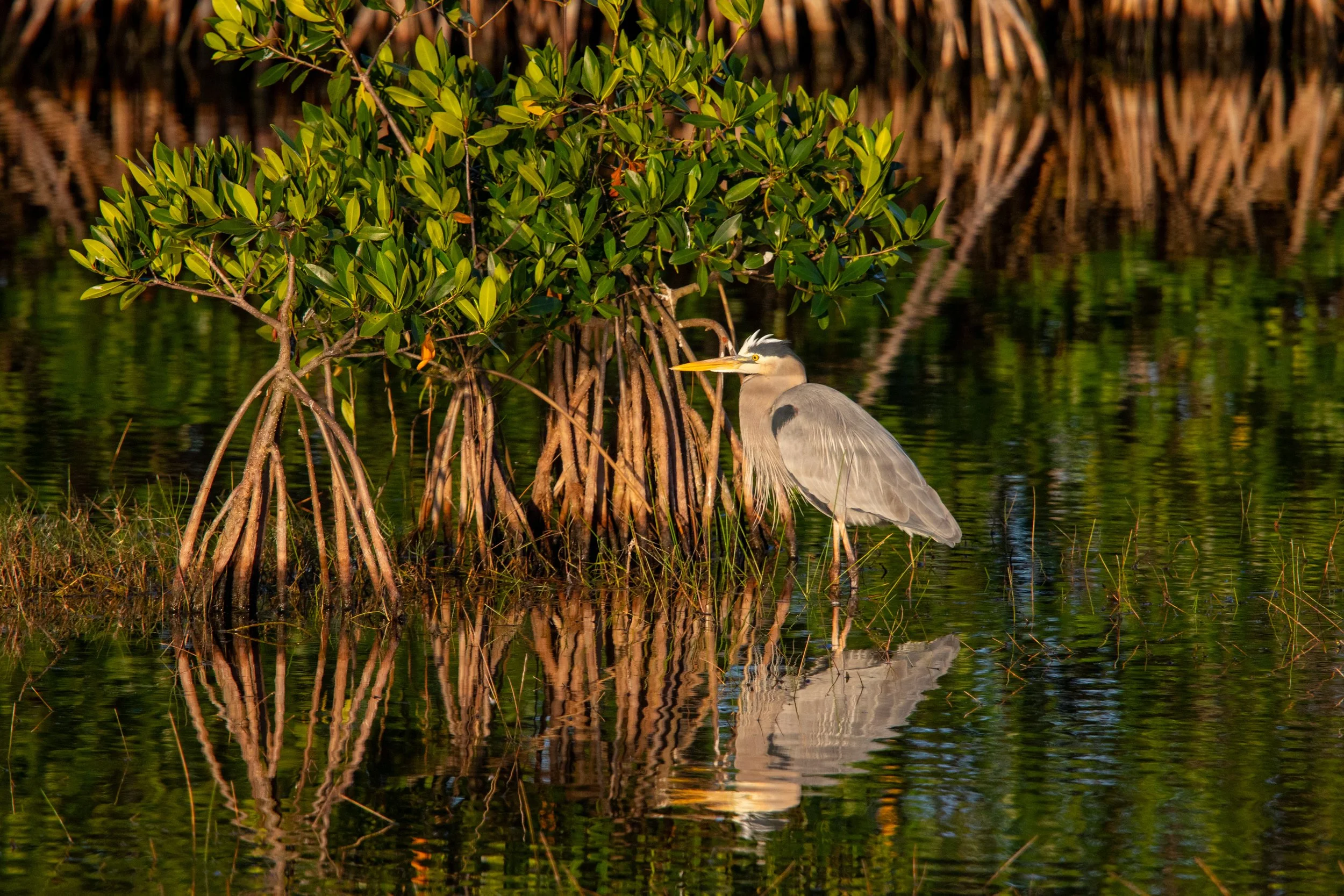 Heron standing in shallow water beside mangrove roots, with its reflection visible in the golden evening light.