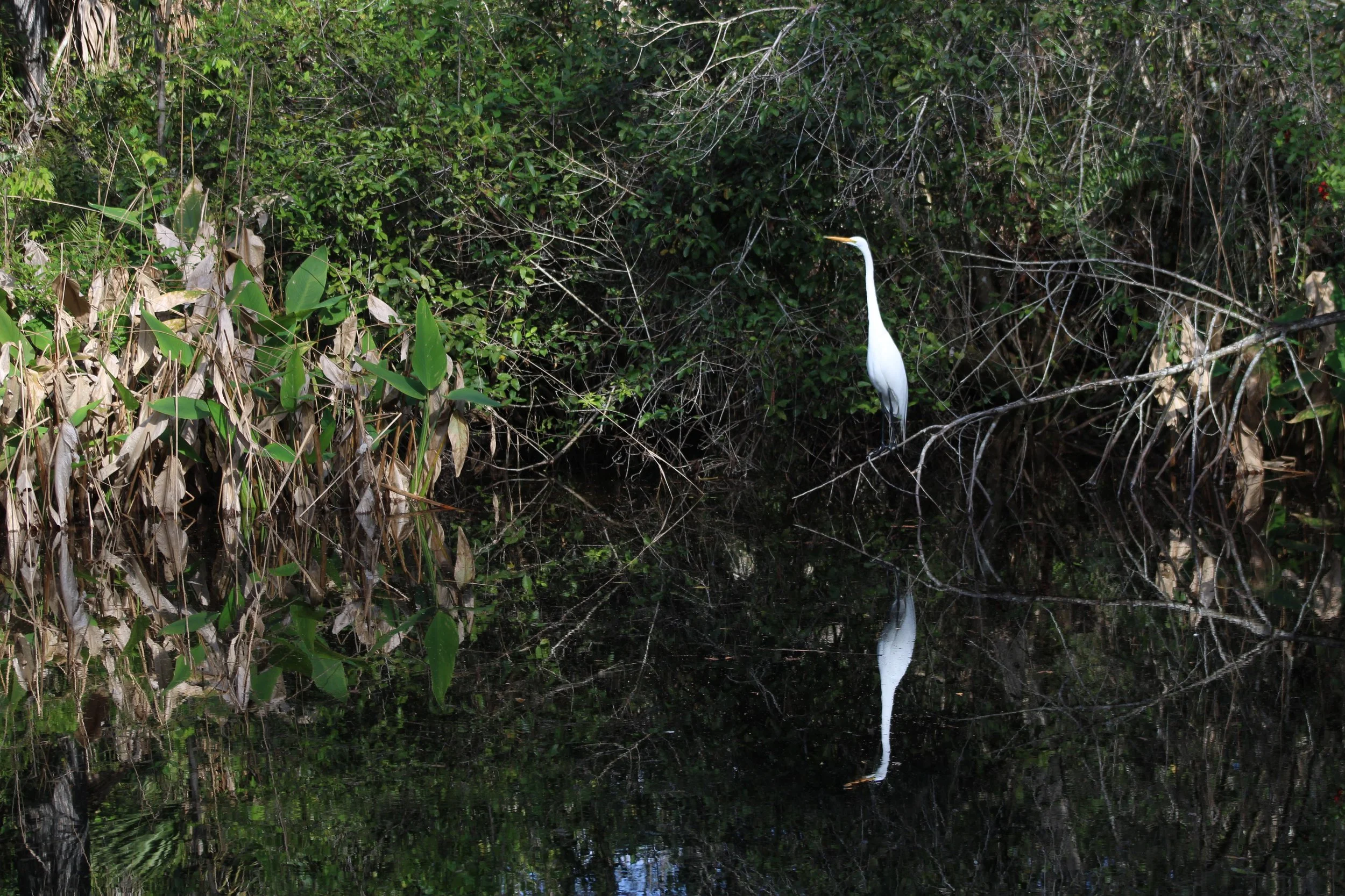 White wading bird standing in still water among dense green mangroves, with its reflection visible below.