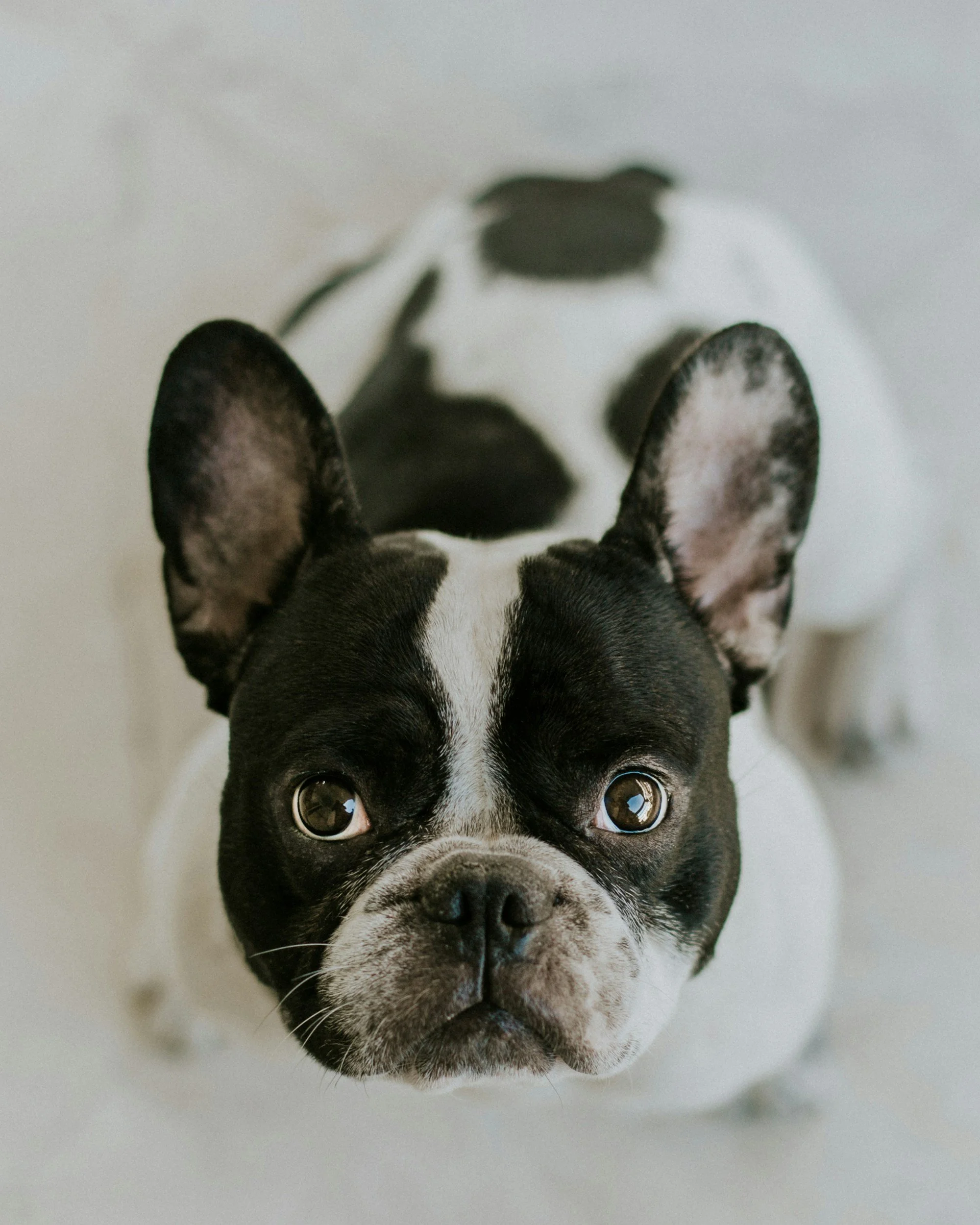 Close-up of a black and white French Bulldog puppy with large ears, looking directly at the camera, lying on a white surface.