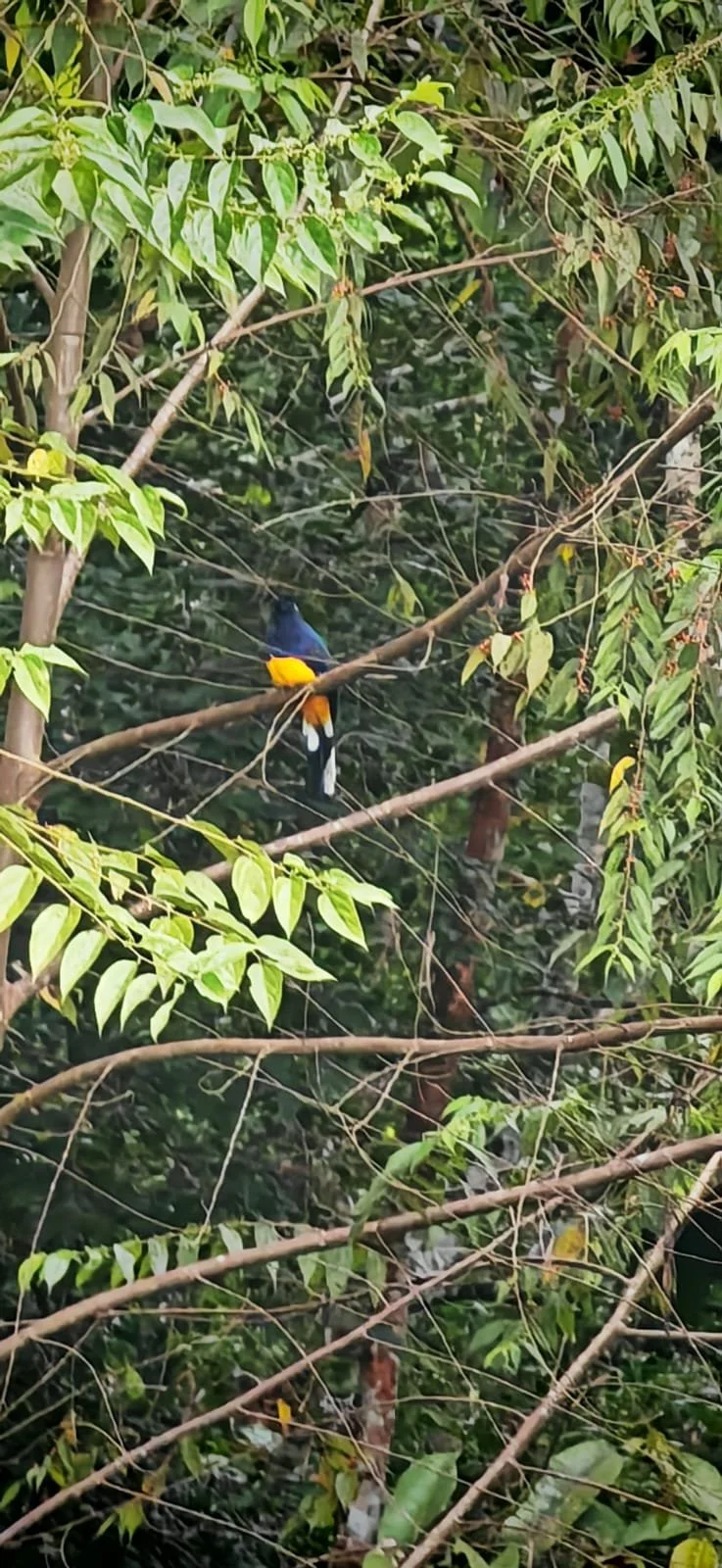 Colorful bird with blue head, yellow body, and orange tail perched on a tree branch in a dense green forest.