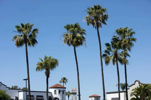 Iheartkush: Your Top Choice for Cannabis Delivery in Costa Mesa
