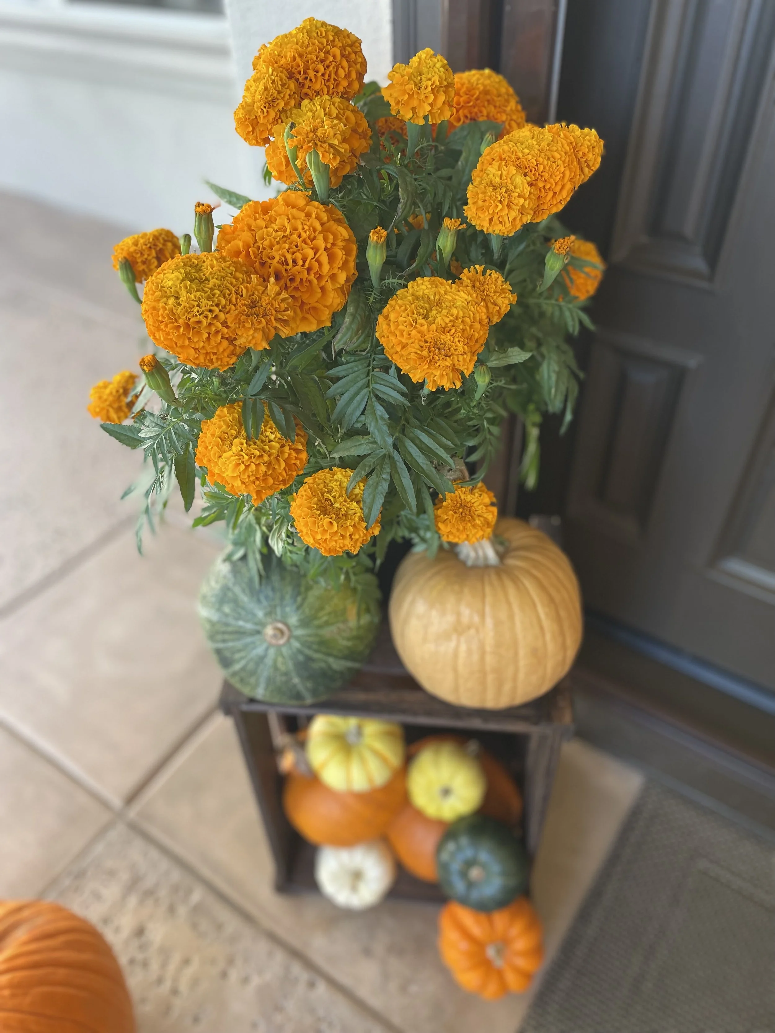 Seasonal Fall Plants — Set of 2