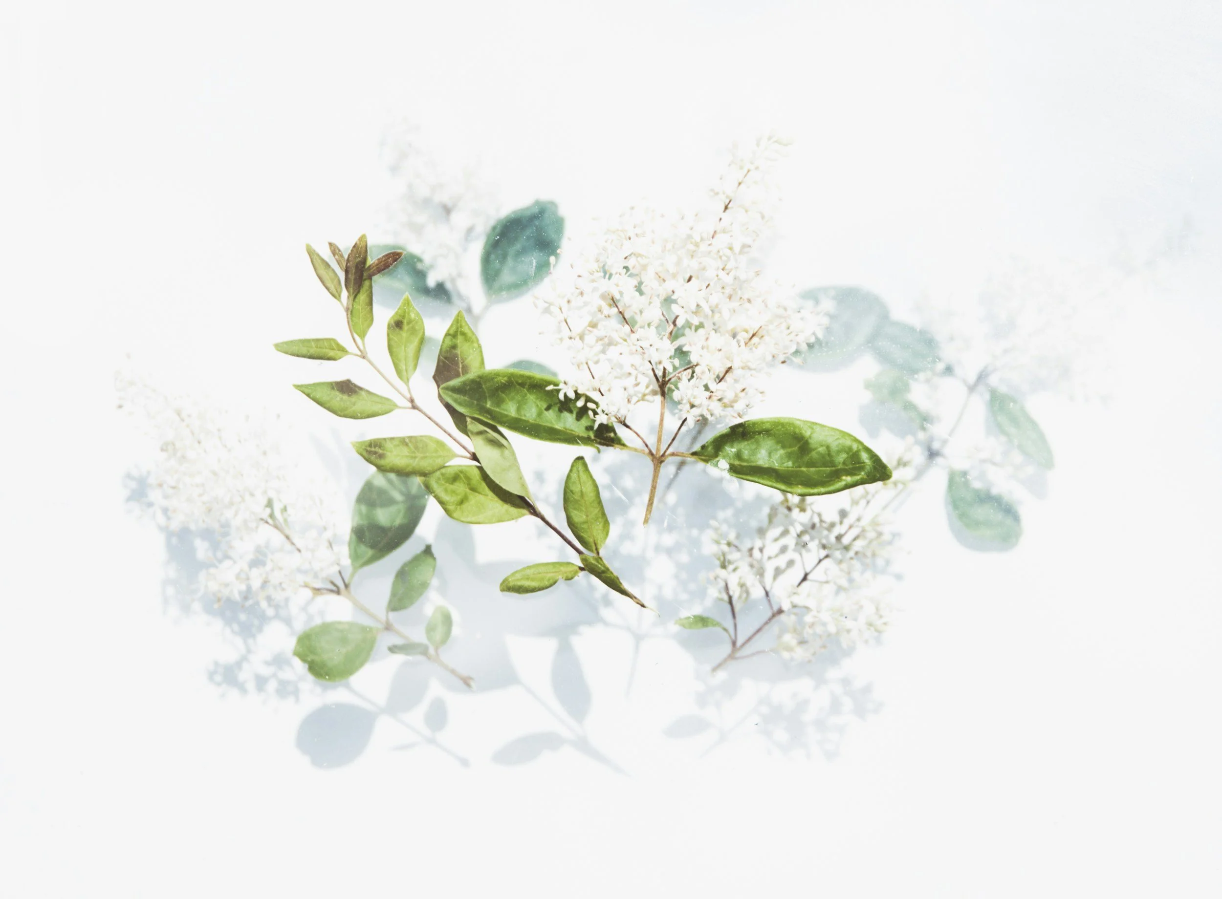 A branch with green leaves and white flowers reflected on a glossy surface