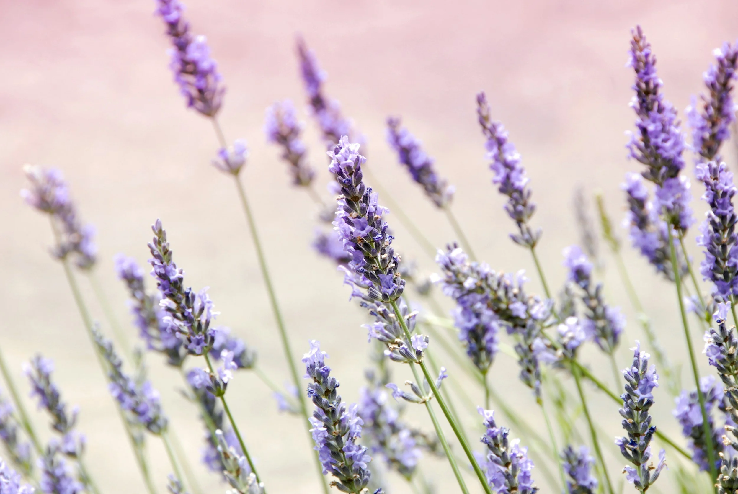 Close-up of purple lavender flowers against a soft, blurry background.