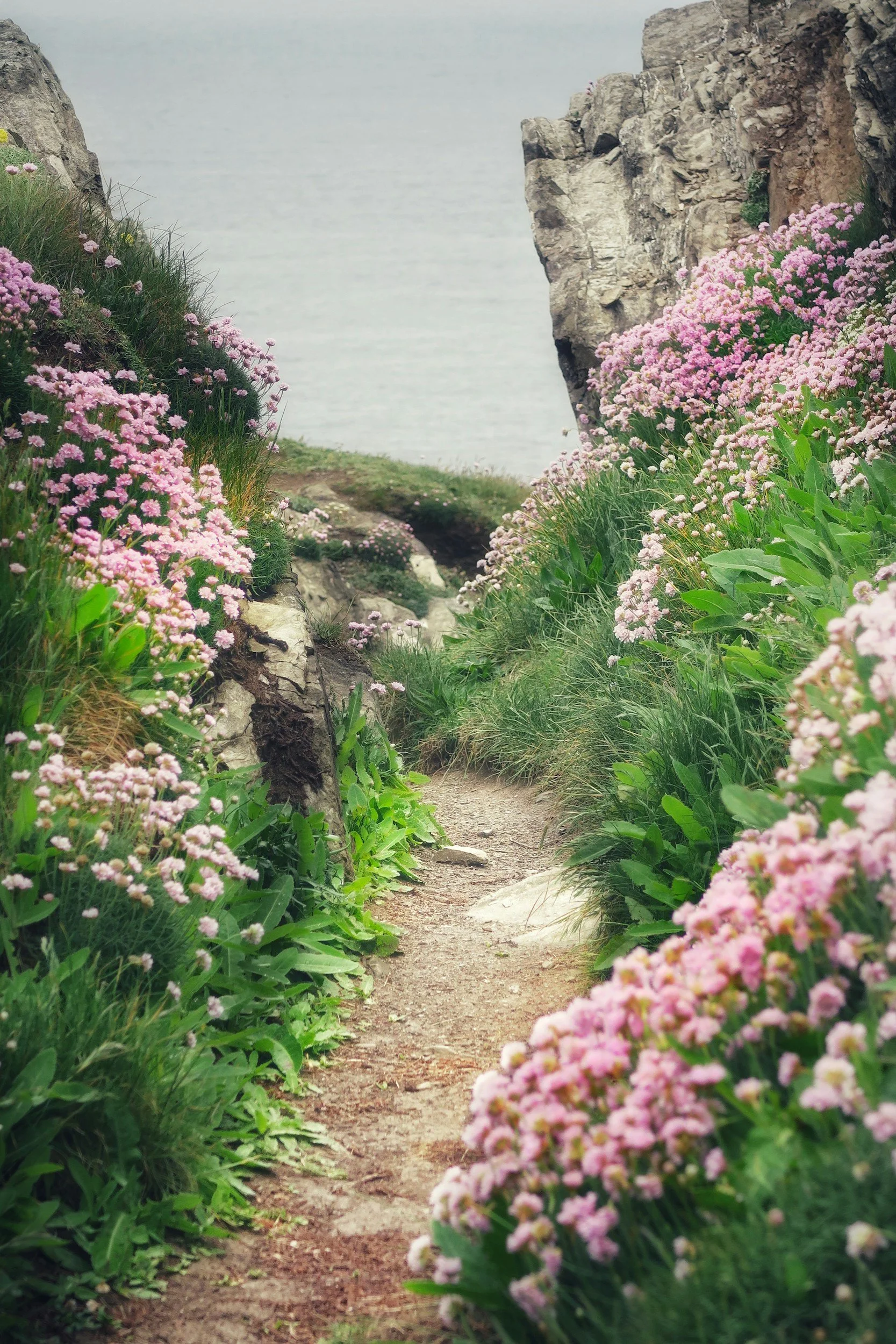 A narrow dirt path runs through a lush area filled with pink and purple flowers on both sides. There are large rocks and cliffs nearby, with the sea or ocean visible in the background under a slightly cloudy sky.