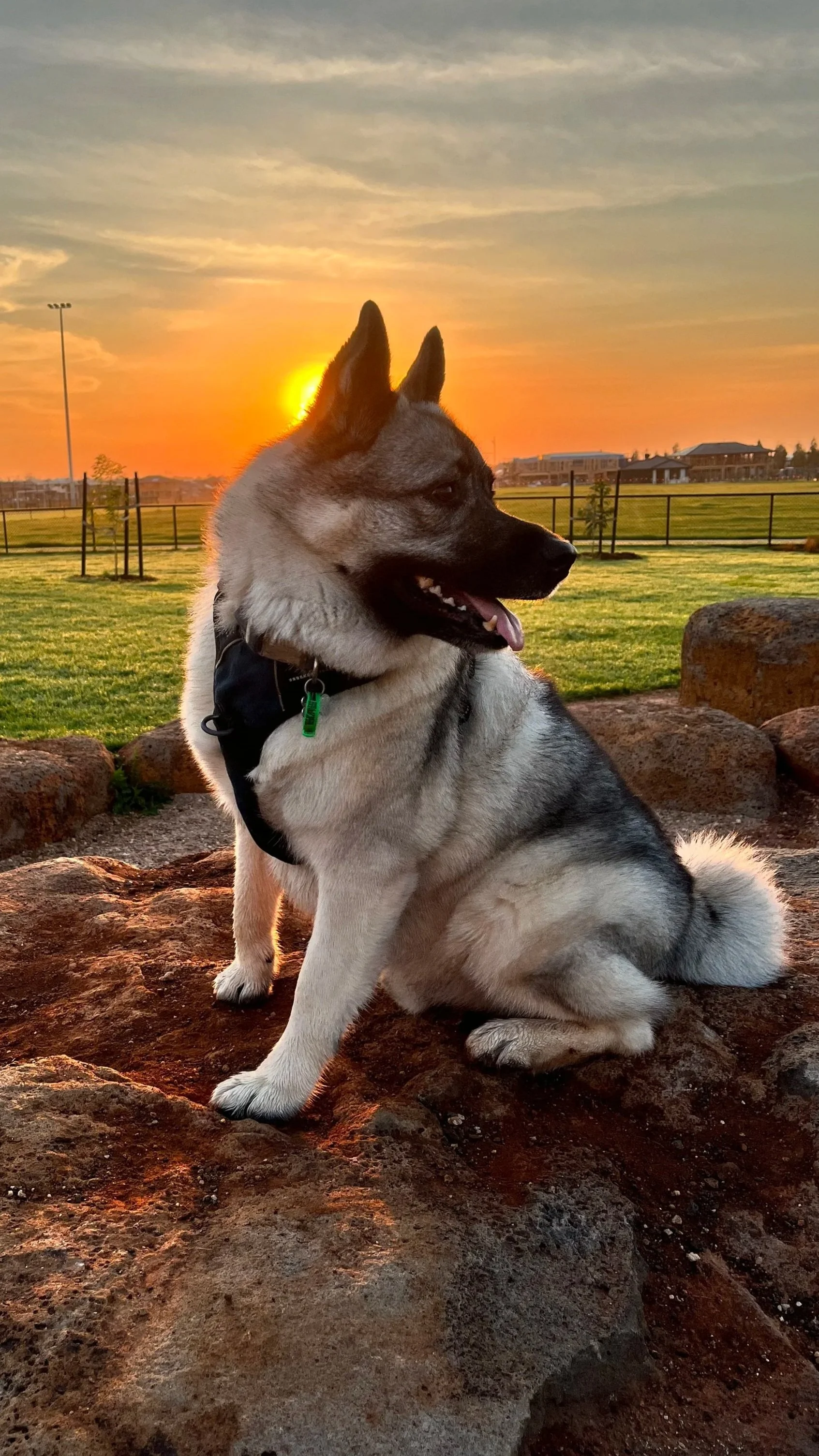 A Siberian Husky dog sitting on rocks in a park during sunset, with a field and houses in the background.
