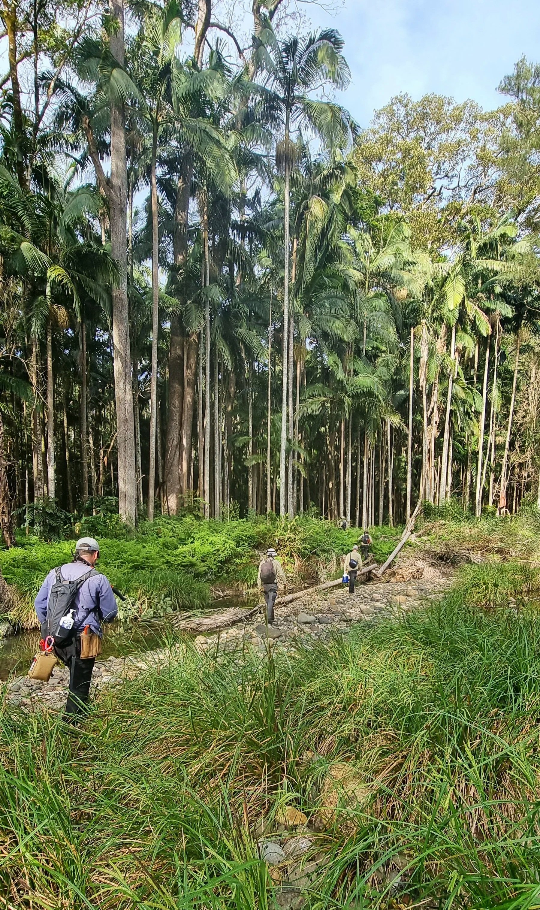 Hikers walk along a rocky trail through a lush lowland subtropical rainforest dense with Bangalow palms.
