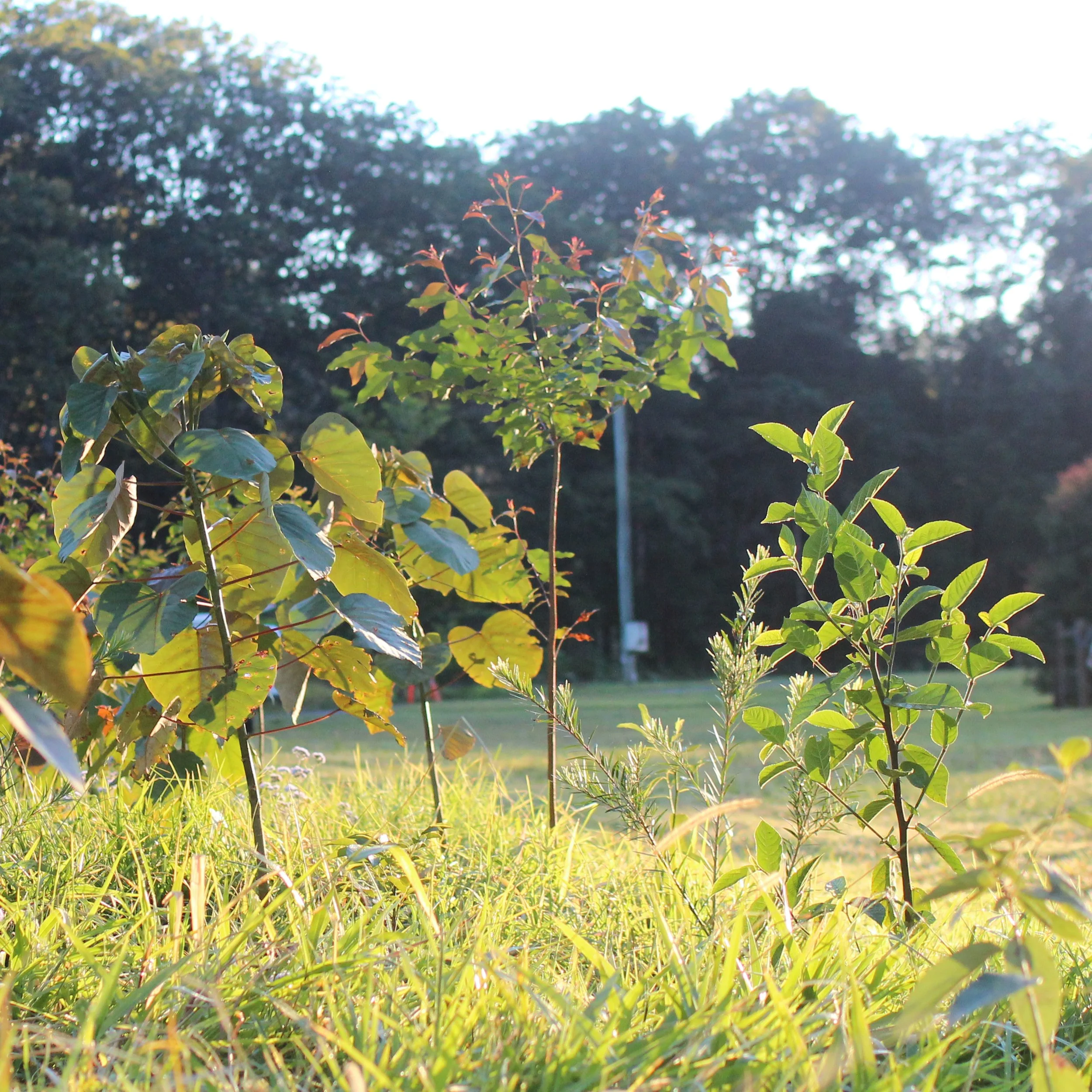 Sunlit green plants and young trees growing in a grassy field with blurred woodland in the background