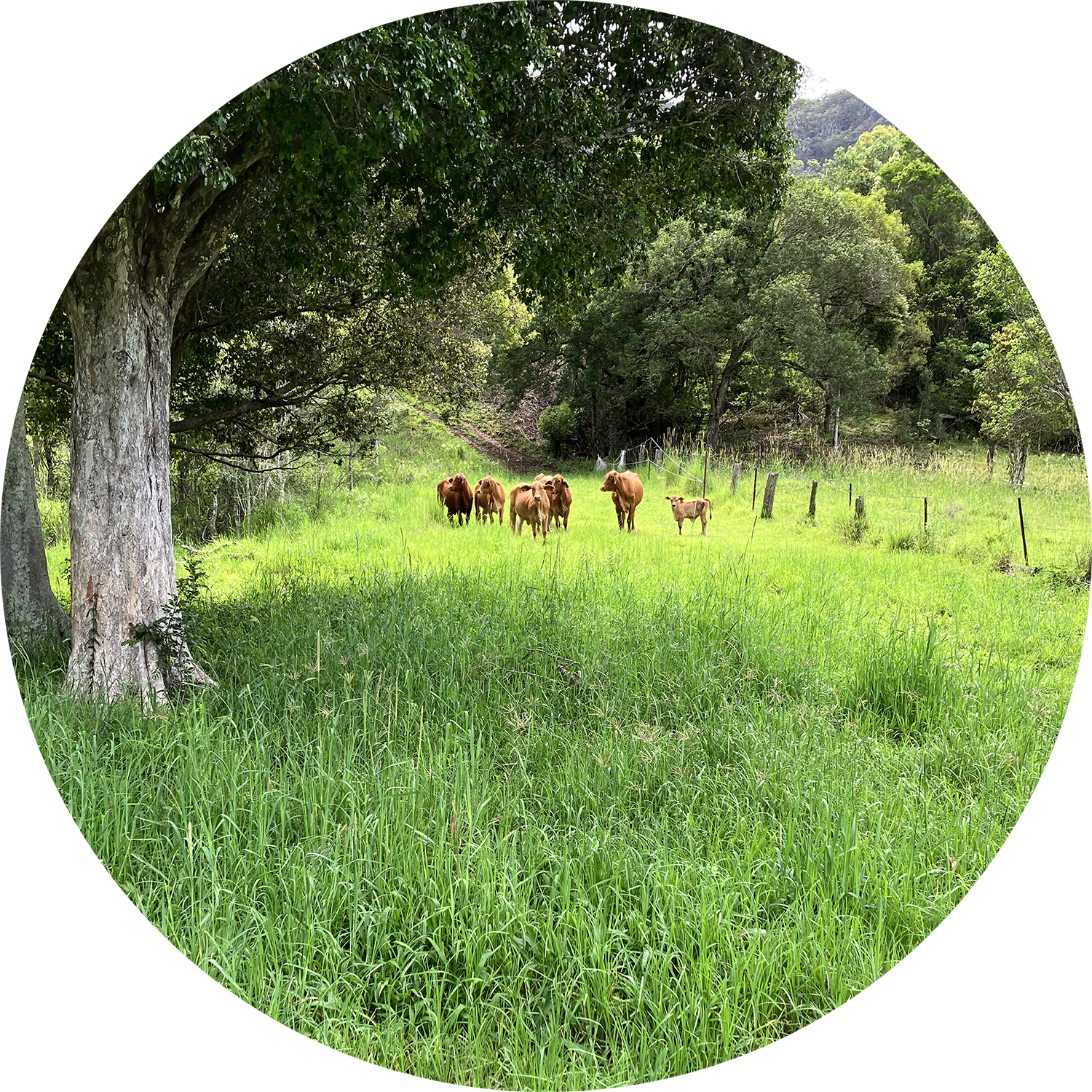Sustainable Agriculture