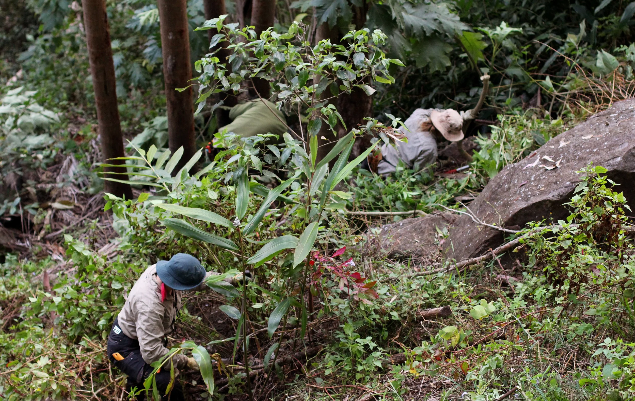 Bush regenerators clearing dense vegetation in a tropical rainforest near large rocks