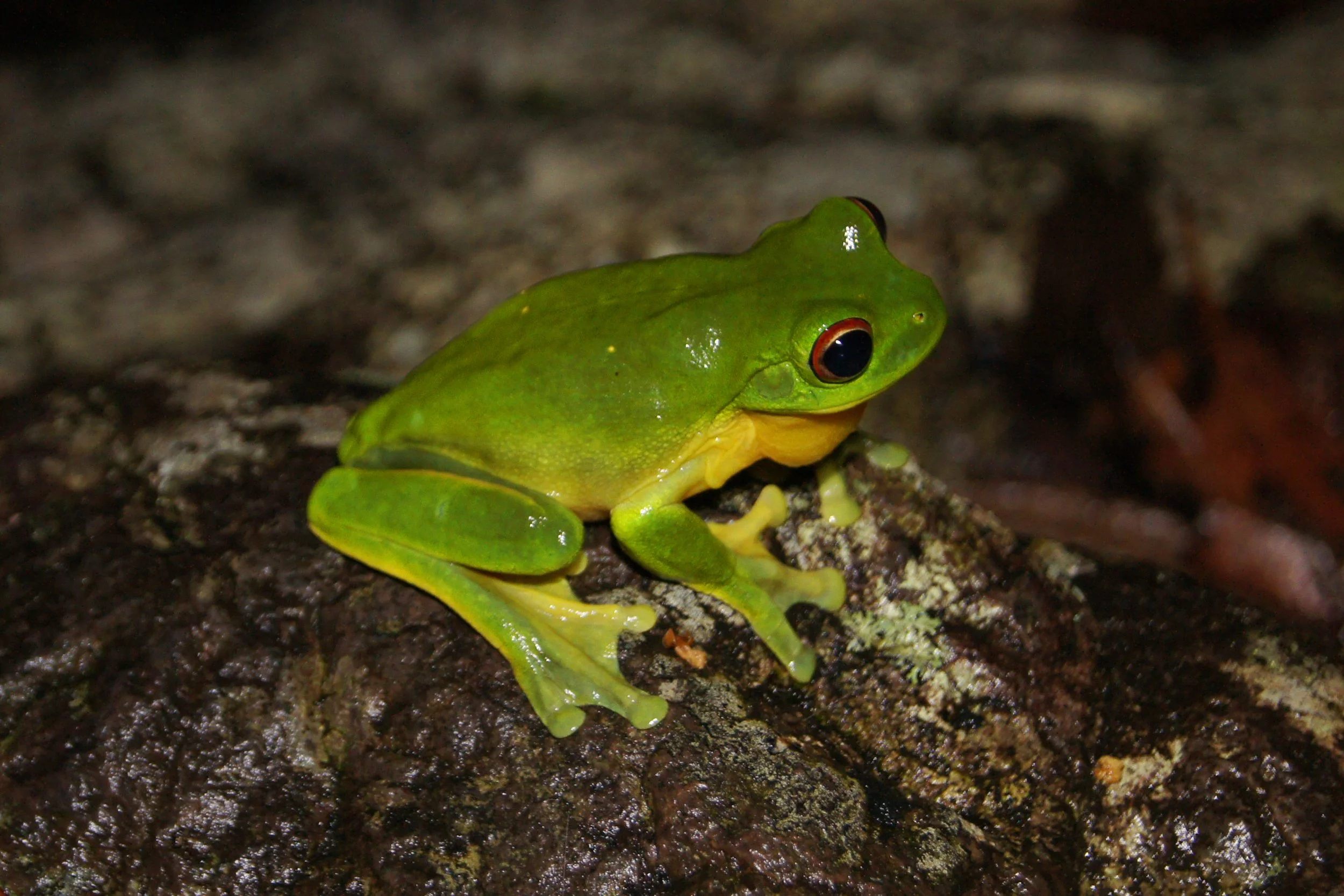 Bright green tree frog with large red-rimmed eyes perched on a mossy rock.