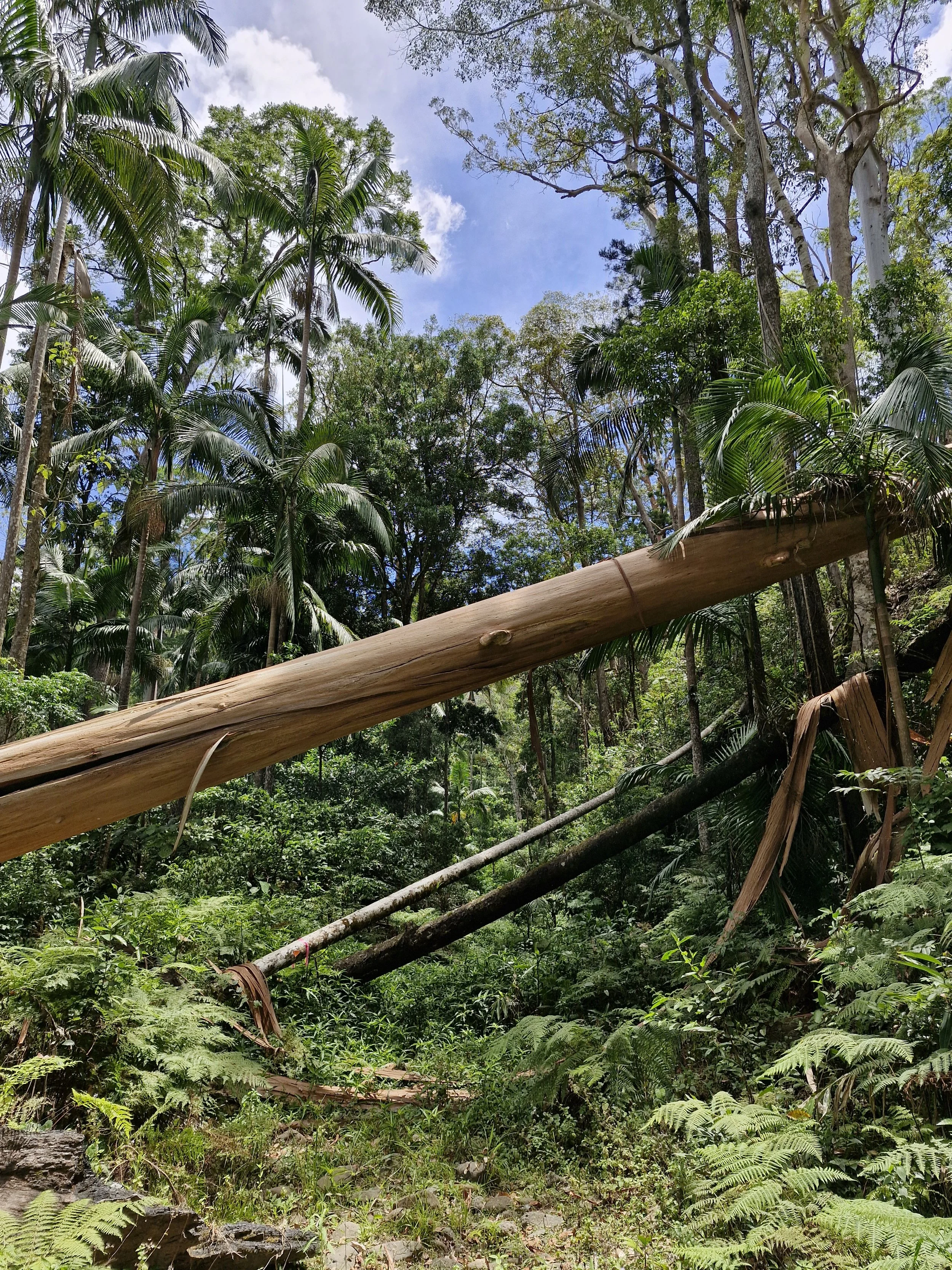 subtropical rainforest with palm trees, tree ferns, fallen trunks, and a bright blue sky