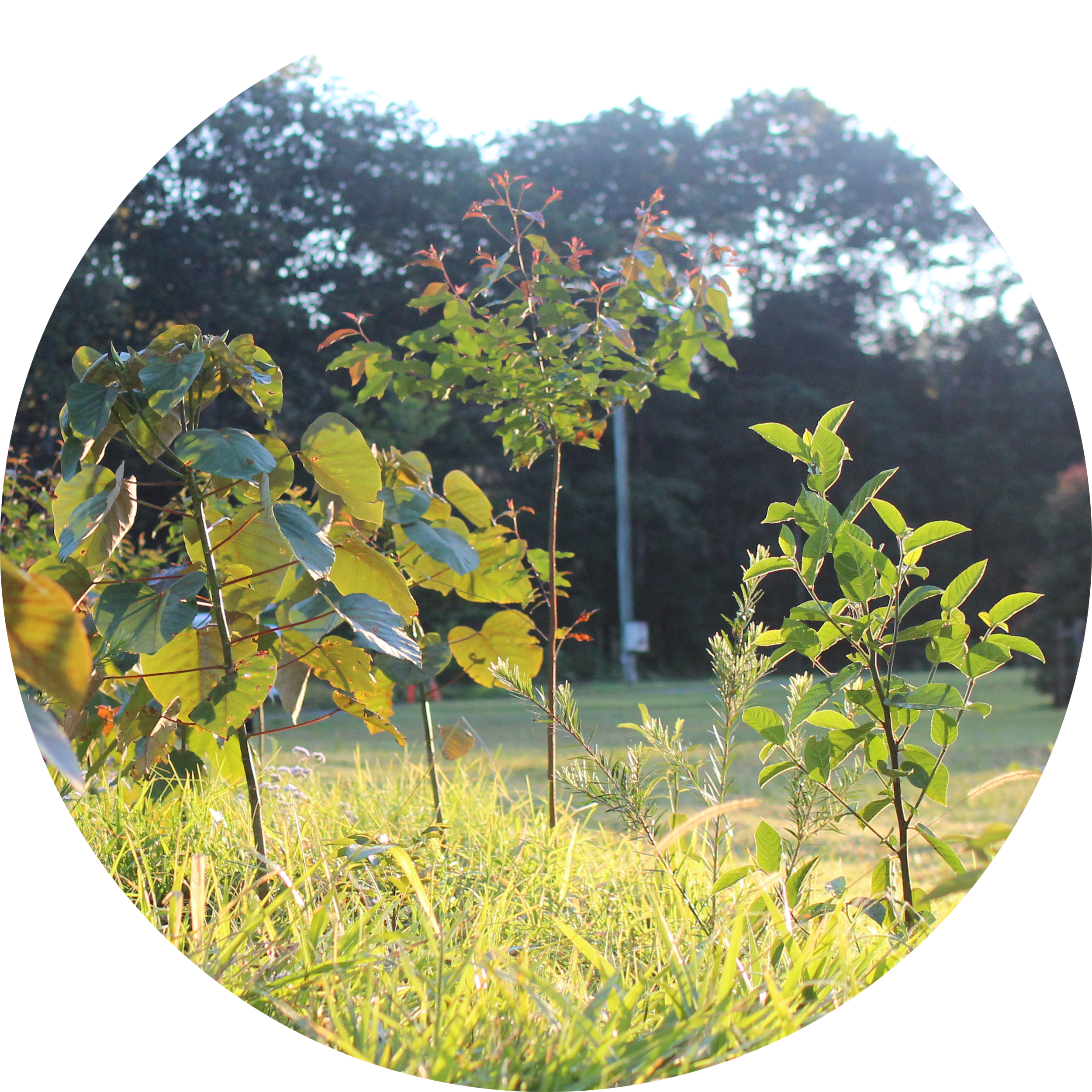 Revegetation