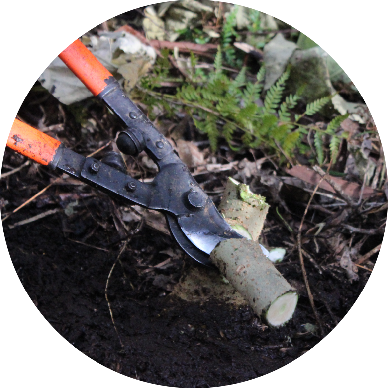 Ecological Restoration