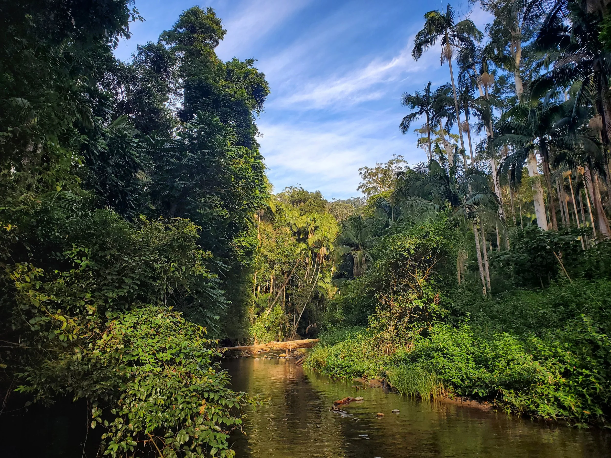Tropical rainforest with palm trees and dense greenery surrounding a calm creek under a blue sky