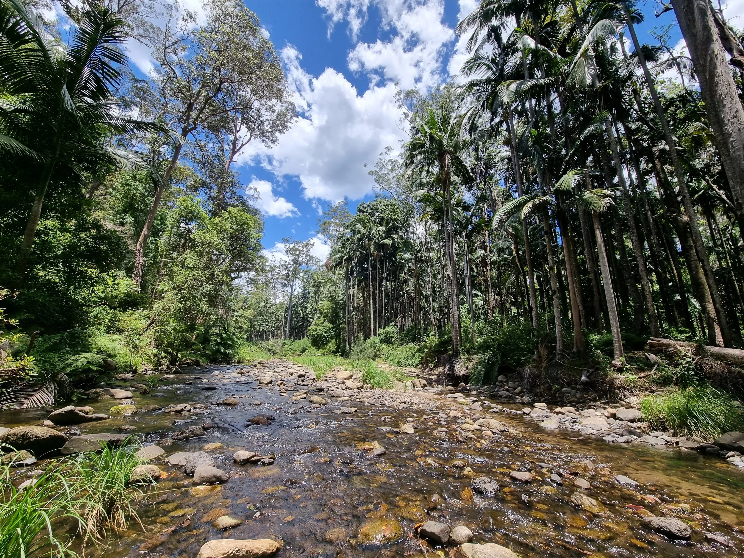 Rocky stream flowing through a lush tropical palm forest beneath a bright blue, cloud-filled sky