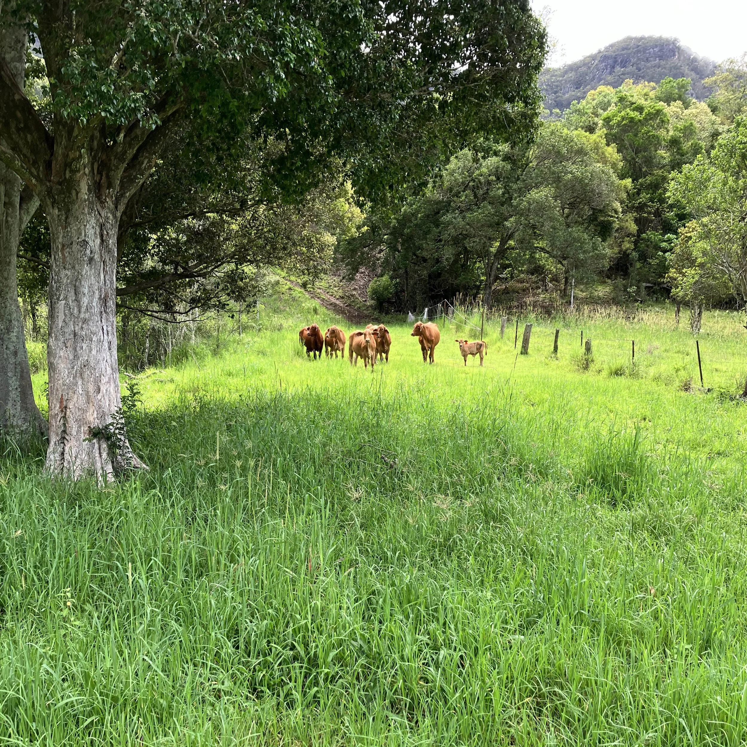 Herd of brown cattle grazing in a lush green pasture beneath a large tree, with a forested rocky mountain in the background