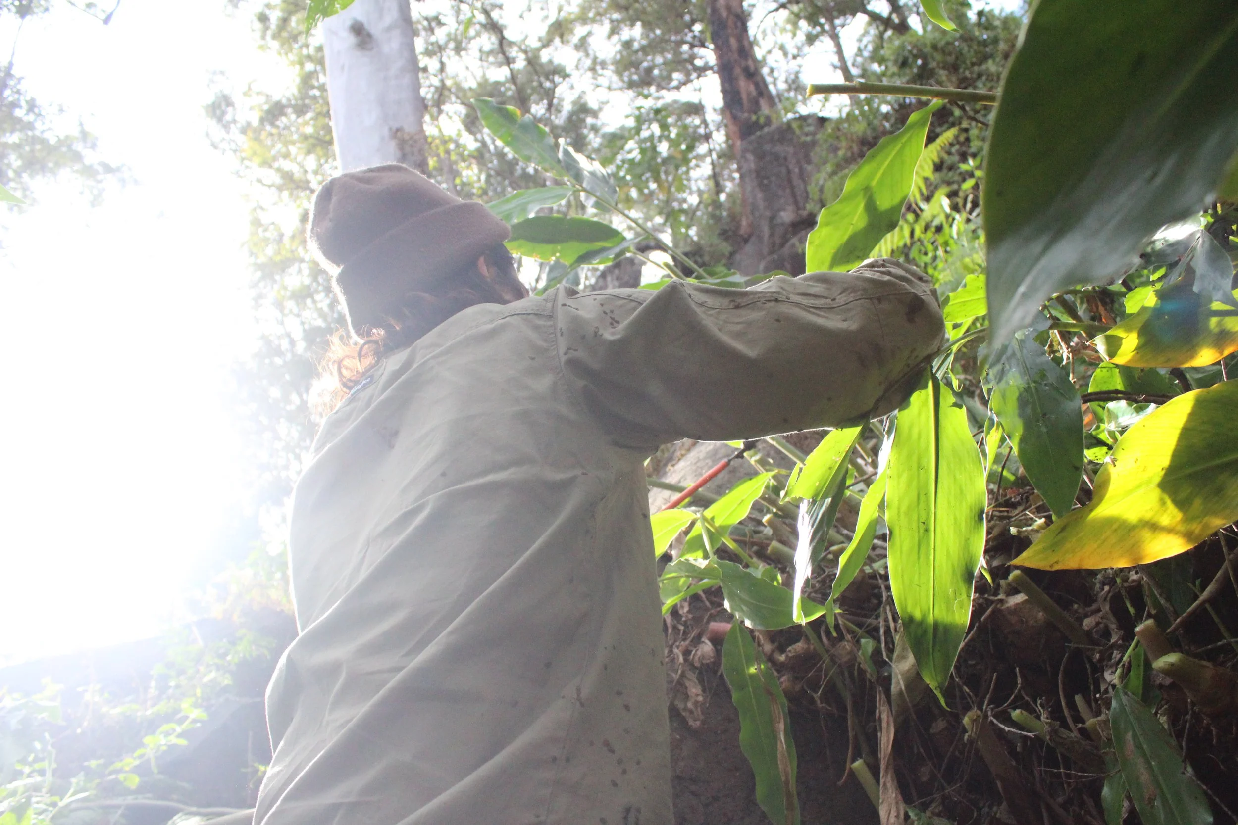 Person in a wide-brimmed lopping up weeds in a sunlit forest